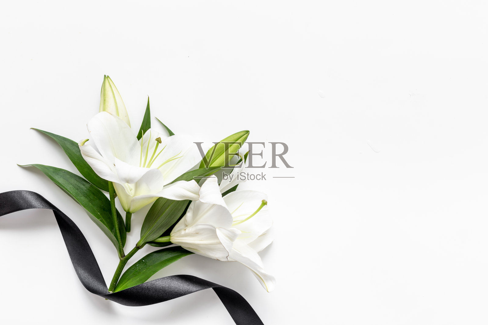 两朵白色百合花，黑色丝带。哀悼或葬礼背景照片摄影图片