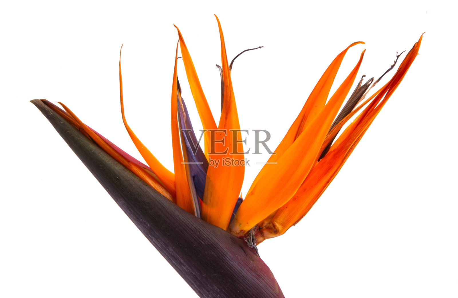 天堂鸟花孤立照片摄影图片