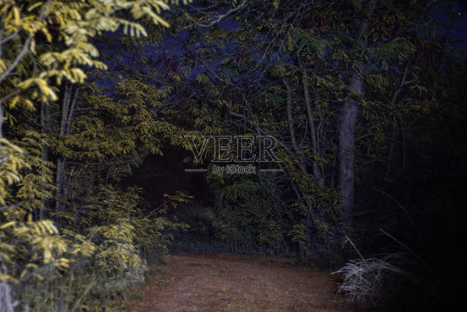夜晚，一条小路隐藏在黑暗的森林里，透过树木几乎看不见。神秘而安静的氛围激发了想象力，非常适合创作恐怖故事或夜间冒险照片摄影图片