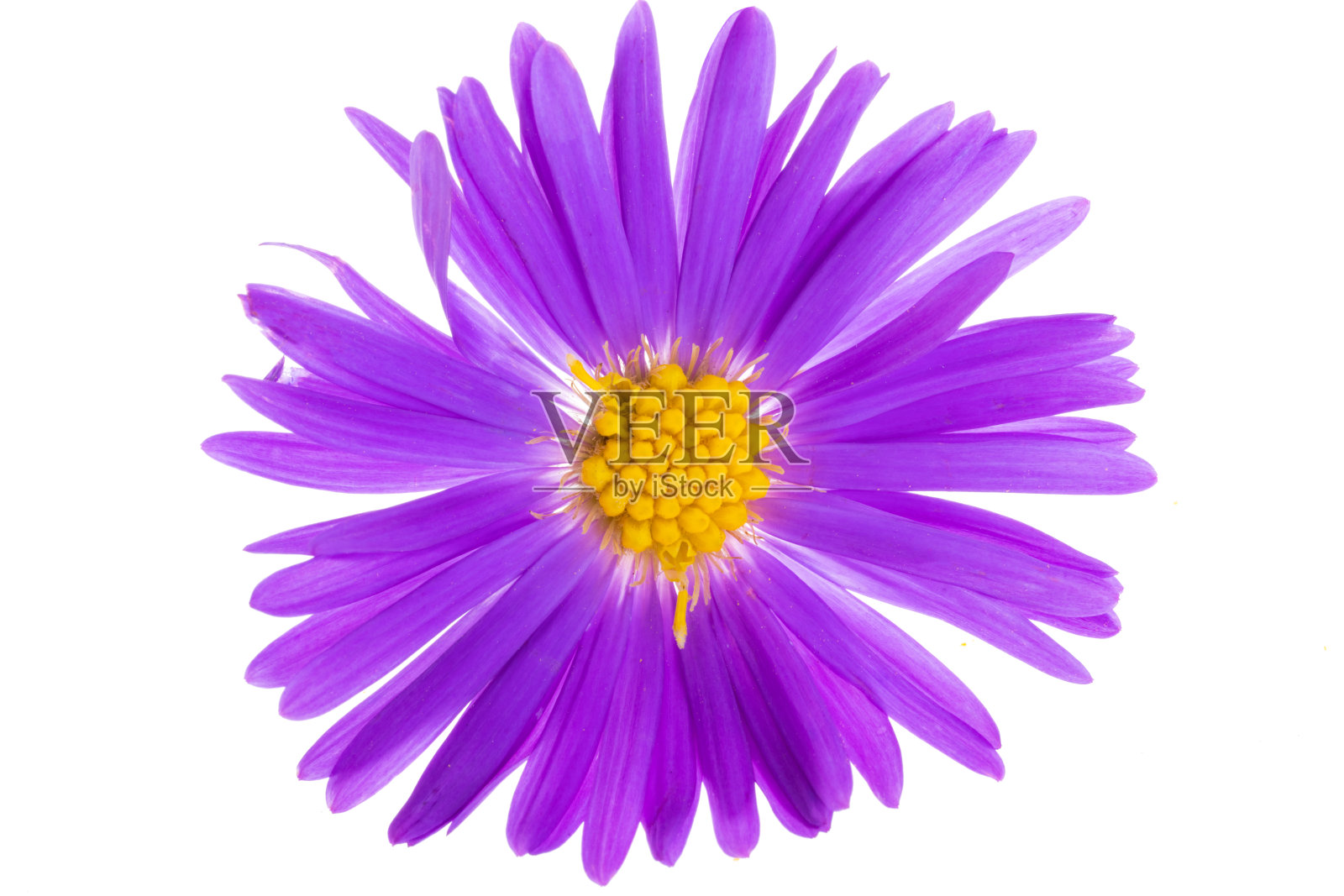 多年生菊分离株照片摄影图片