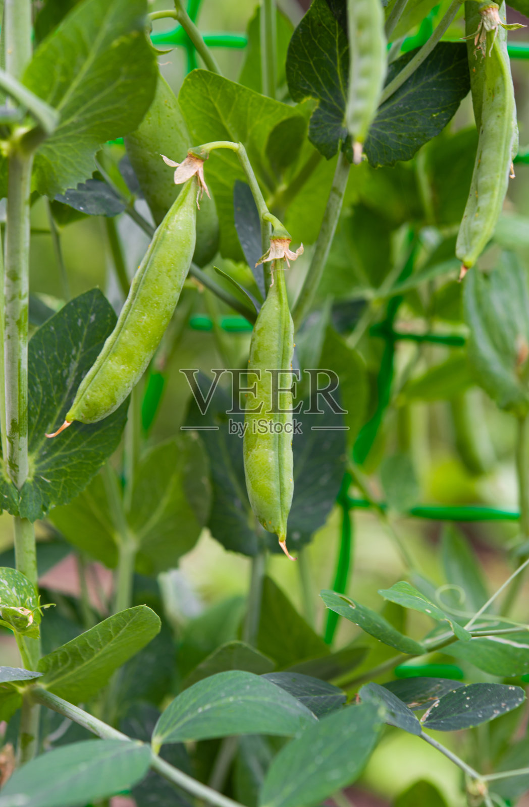 绿豌豆生长在花园里照片摄影图片