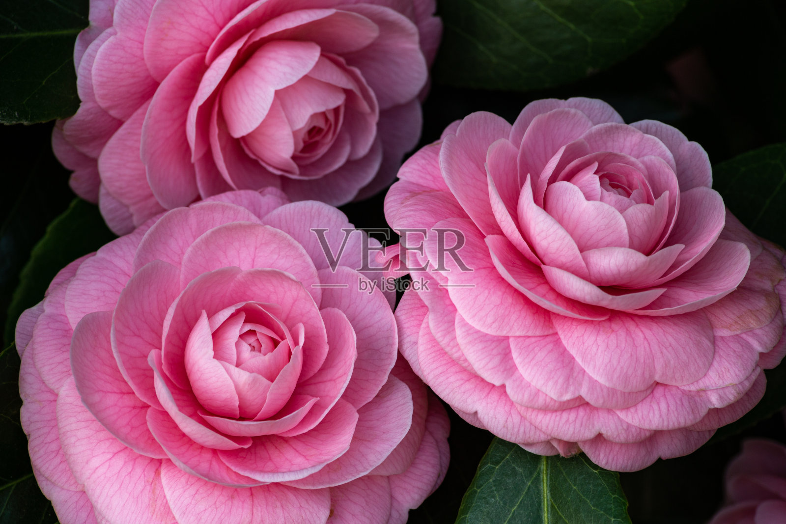 粉红色的重瓣山茶花在花园里。照片摄影图片