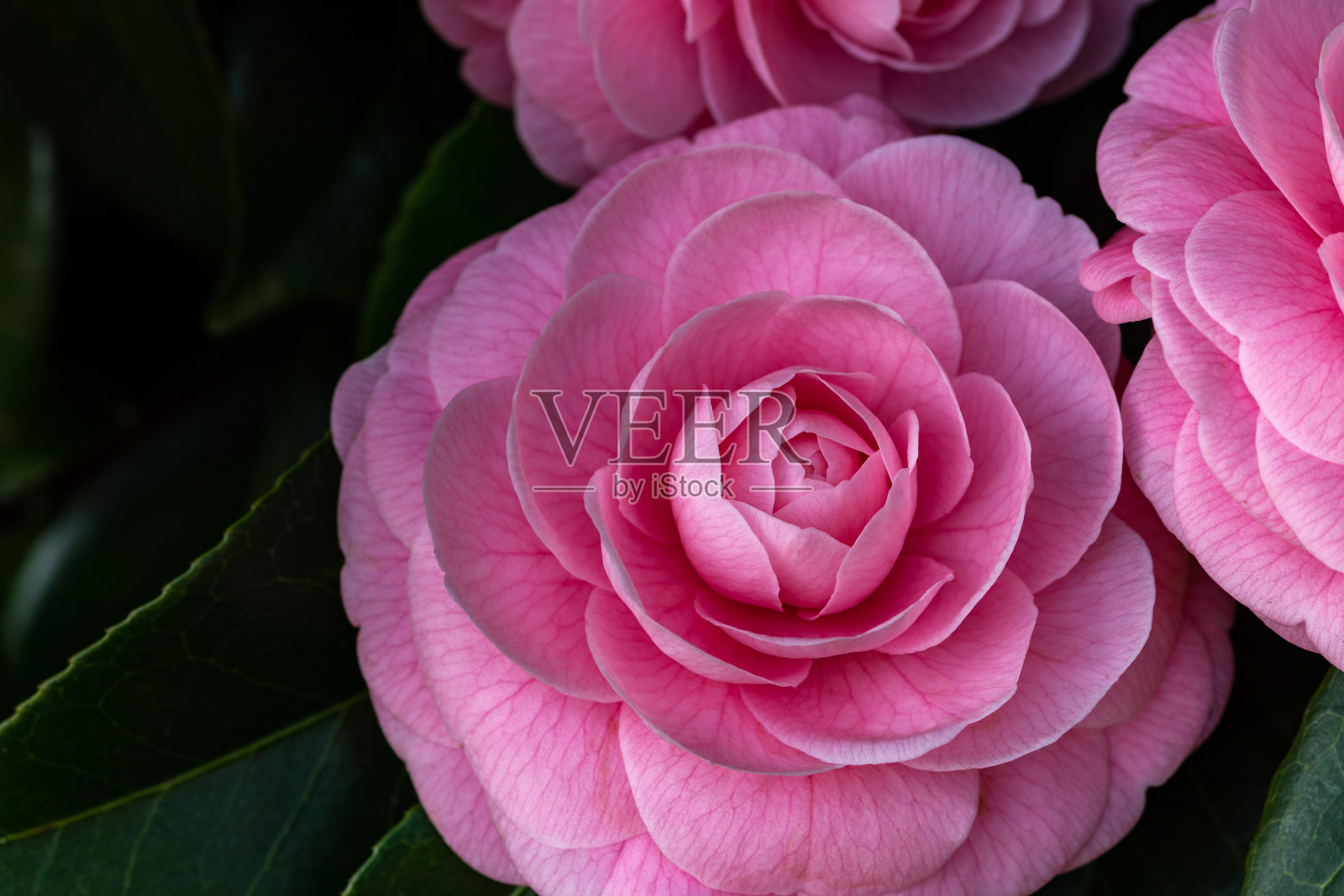 粉红色的重瓣山茶花在花园里。照片摄影图片