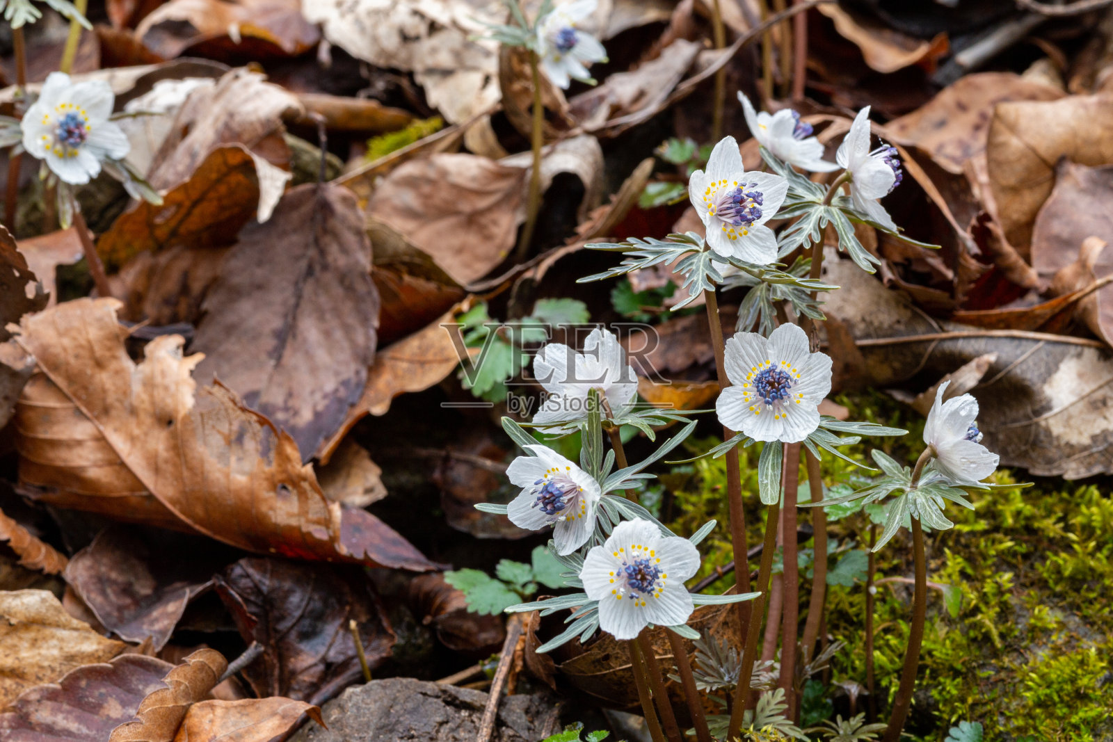 一种早春盛开的美丽花朵。照片摄影图片