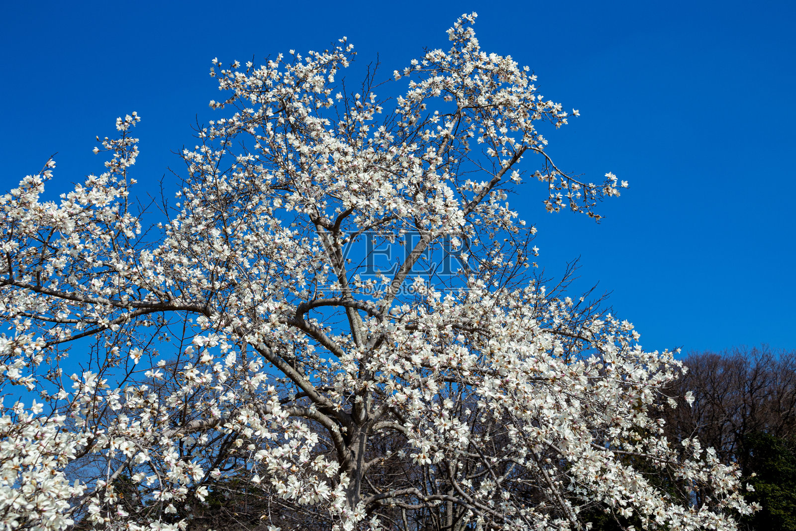 美丽的玉兰花在蓝天中闪耀。照片摄影图片