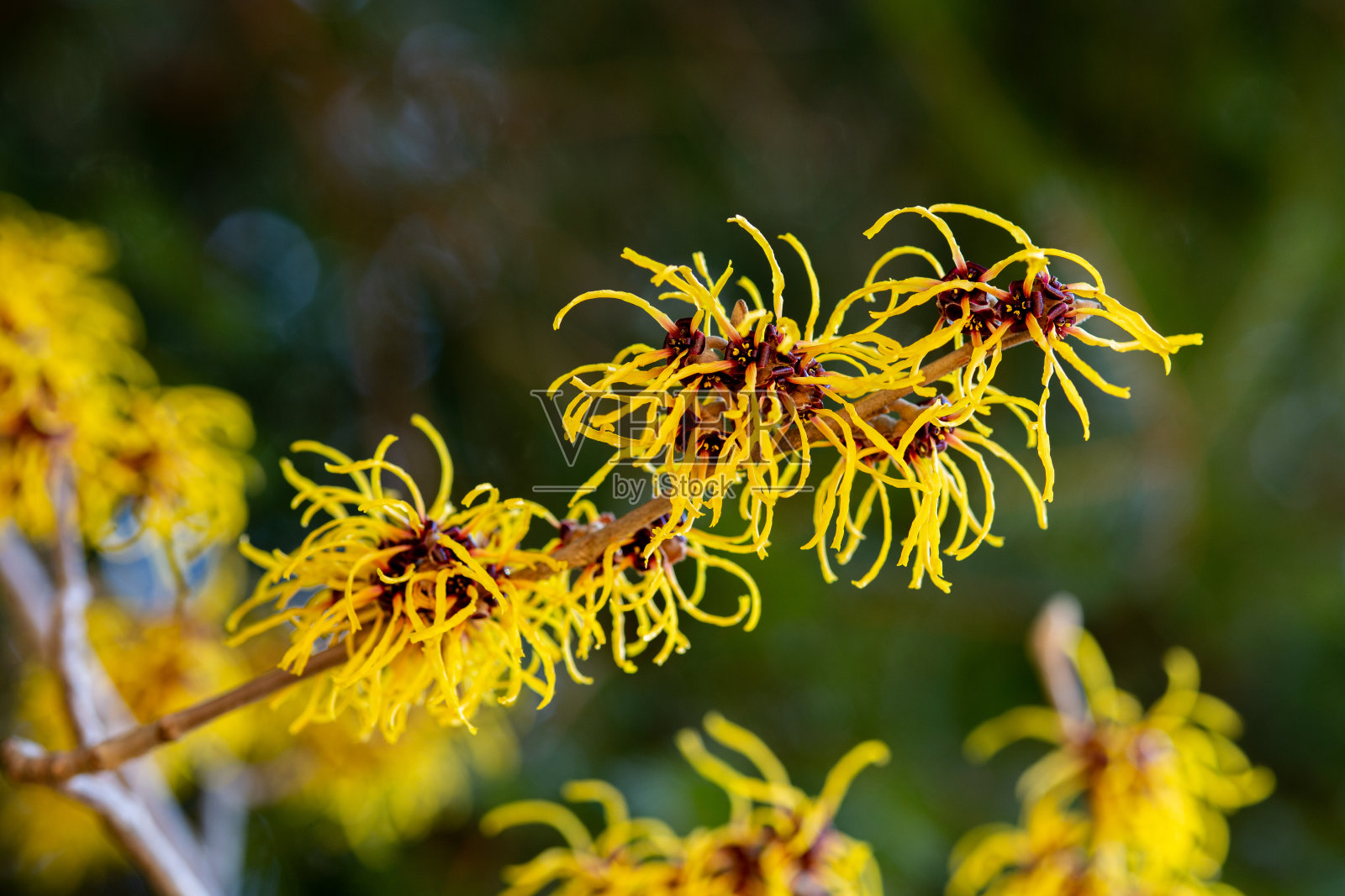 金缕梅中间'香脂金'花盛开在树枝的尖端。照片摄影图片