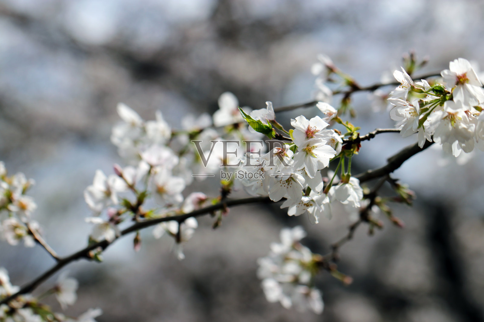 花枝上有许多白色的樱花在蓝天的映衬下盛开。照片摄影图片