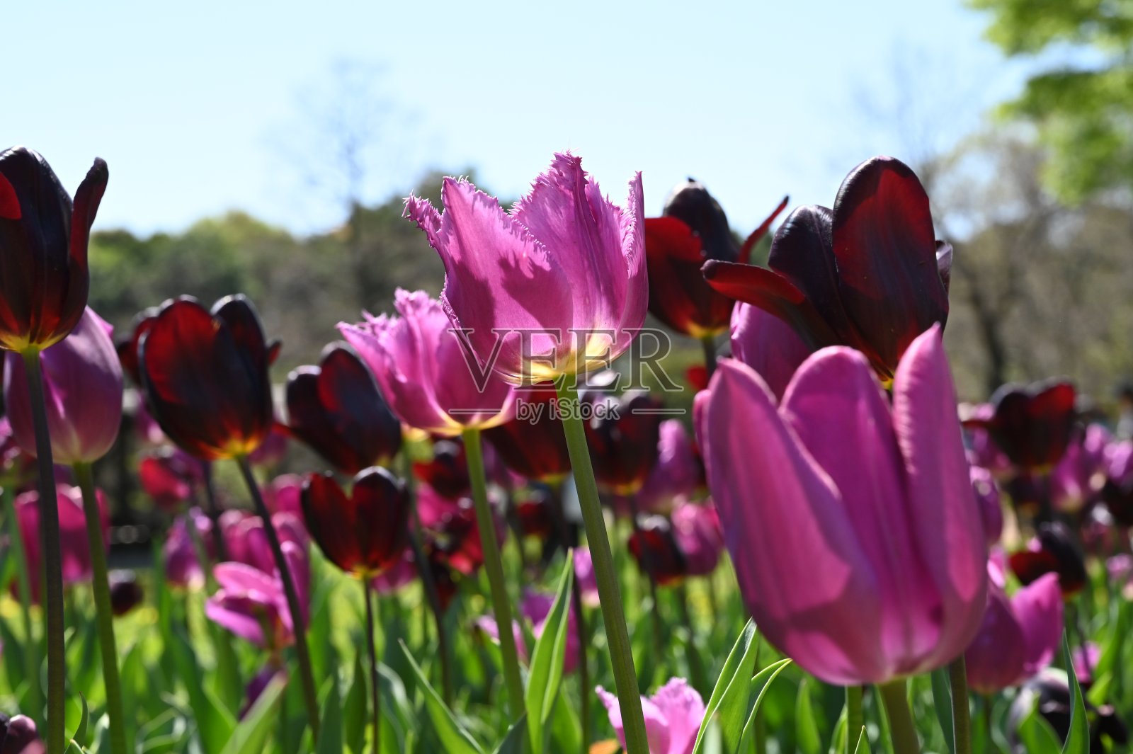 4月，日本东京昭和基宁公园的花园里，盛开着五彩缤纷的郁金香。照片摄影图片