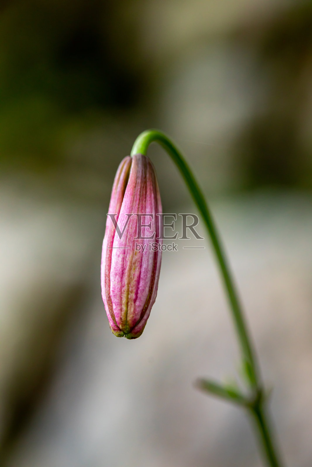 长在森林里的百合，近景照片摄影图片