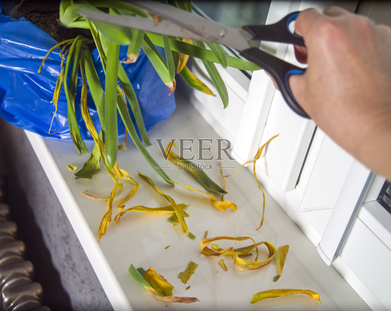 不想要的干叶子照片摄影图片