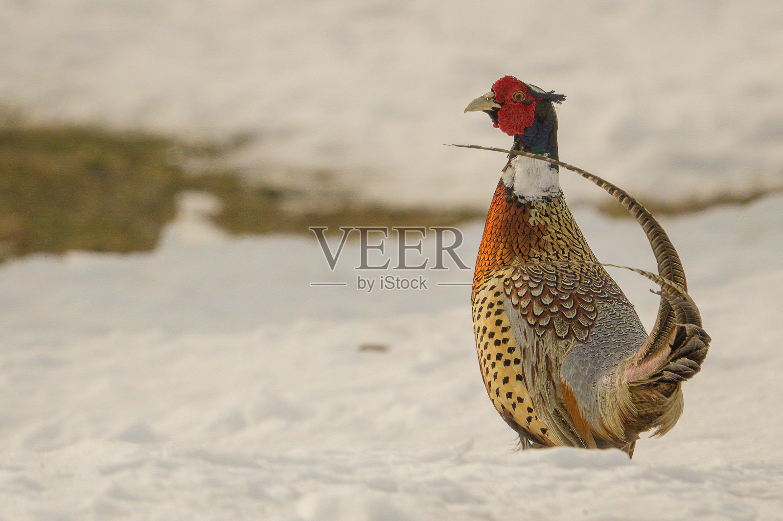 撤退野鸡照片摄影图片