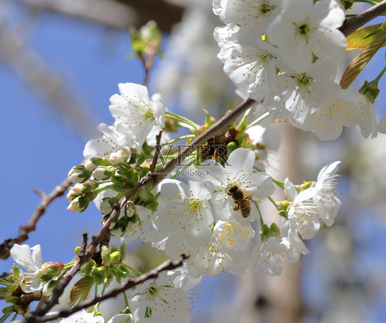 一只蜜蜂从樱桃树上的花朵上采集花蜜。春天。照片摄影图片