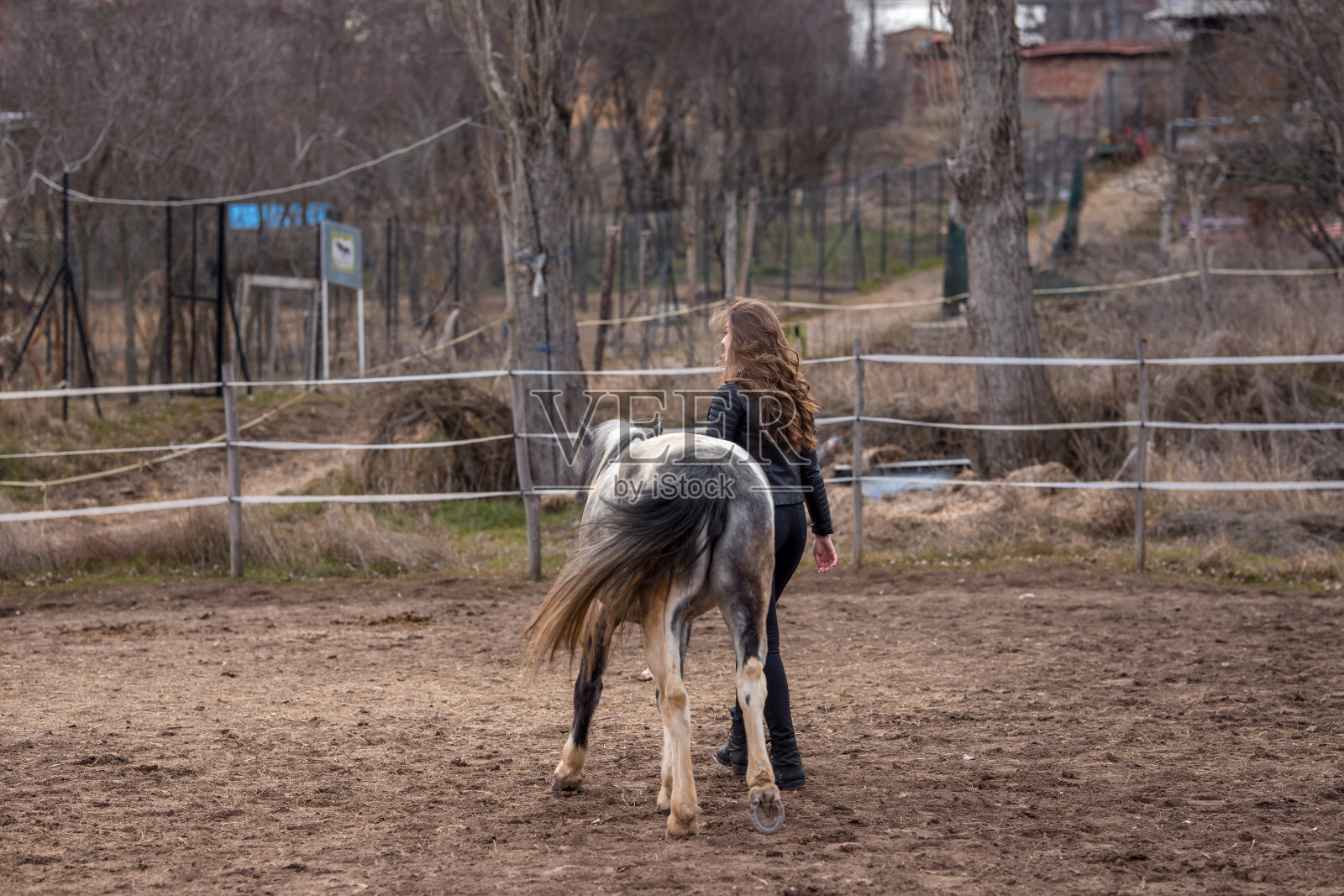 美丽的年轻女子牵着一匹美丽的灰马的缰绳，牵着它。背景是白色栅栏。侧视图。照片摄影图片