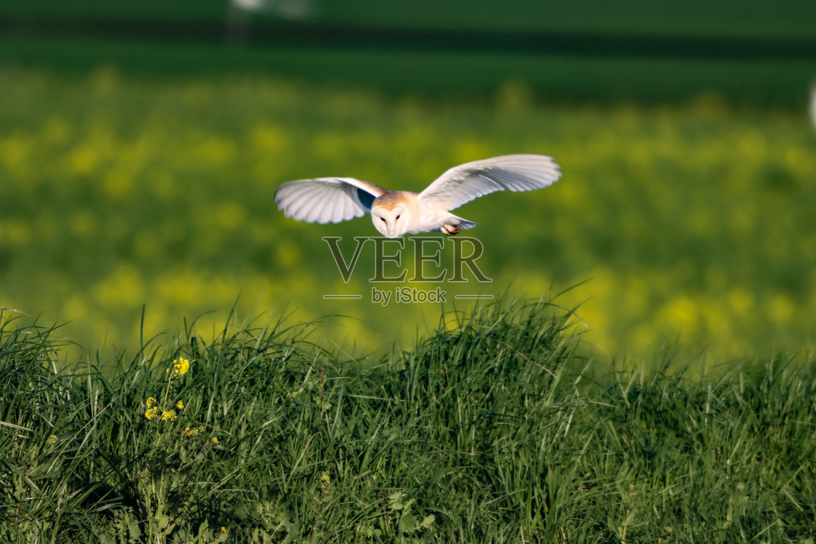 一个令人惊叹的动物肖像谷仓猫头鹰在飞行照片摄影图片