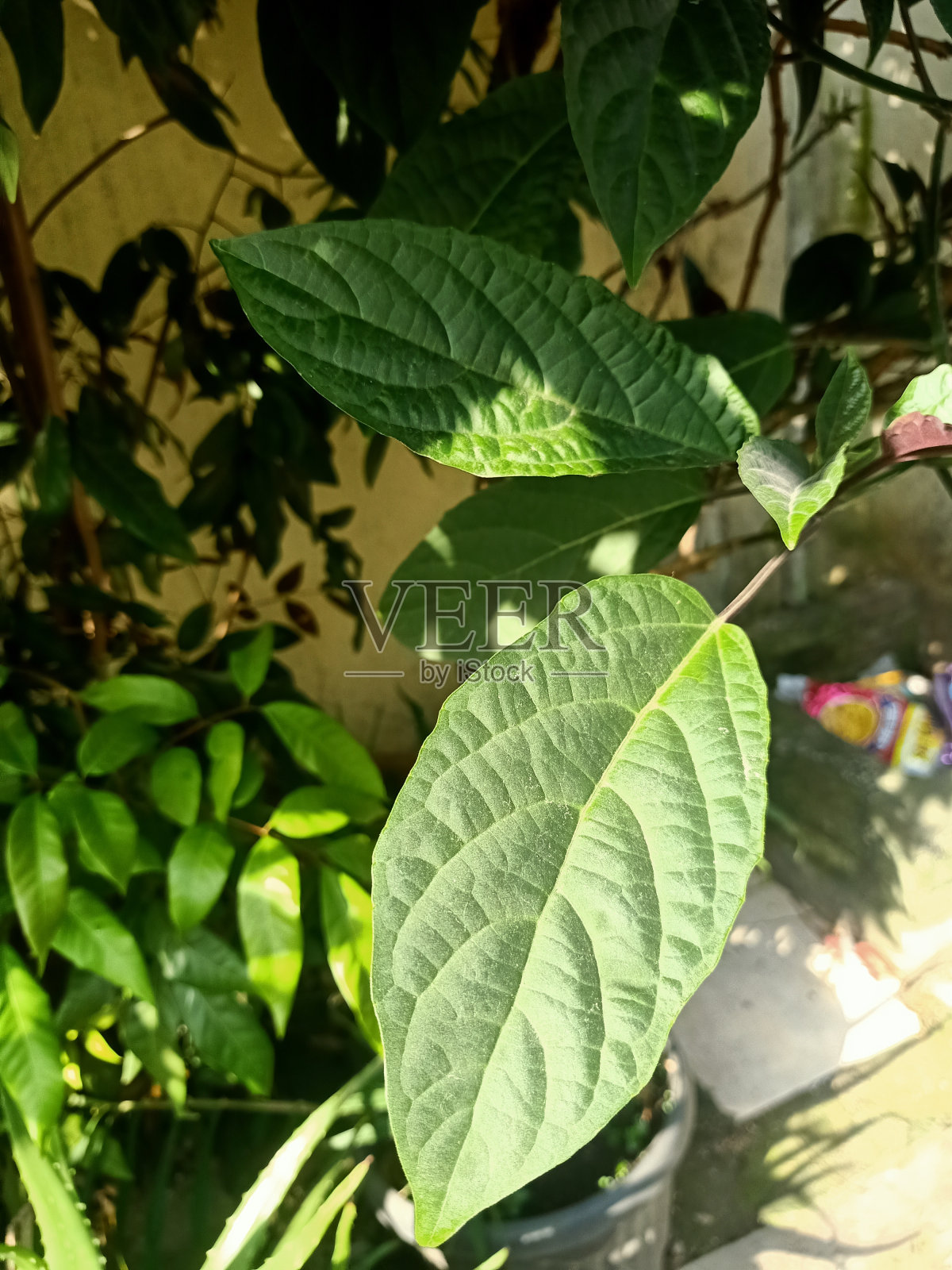 近距离观察星爆灌木植物照片摄影图片