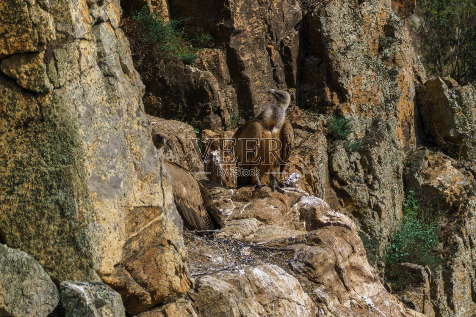 鹰鹫在花岗岩上筑巢，背景是树木和绿色植物照片摄影图片