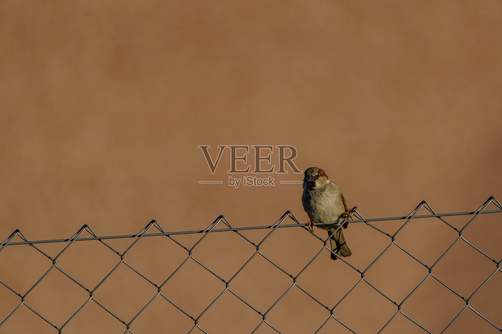 小鸟栖息在篱笆上照片摄影图片