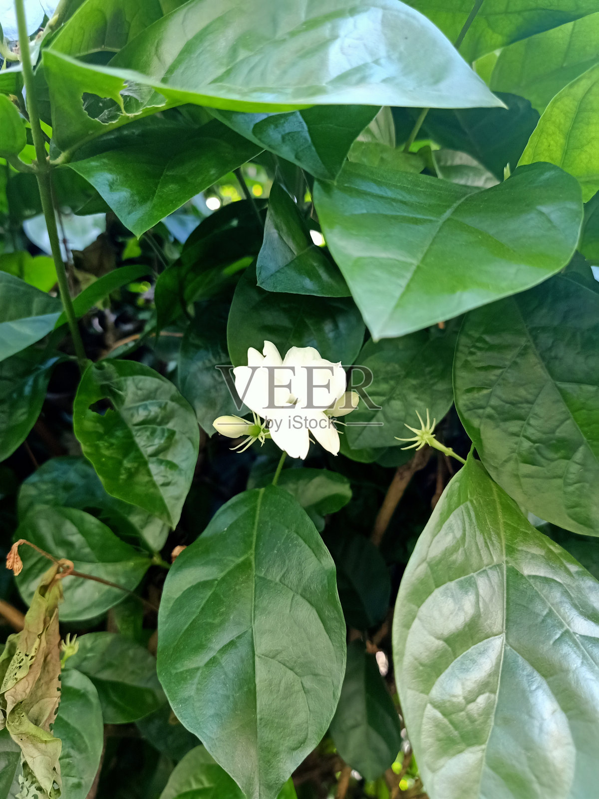 近距离观察阿拉伯茉莉花植物照片摄影图片