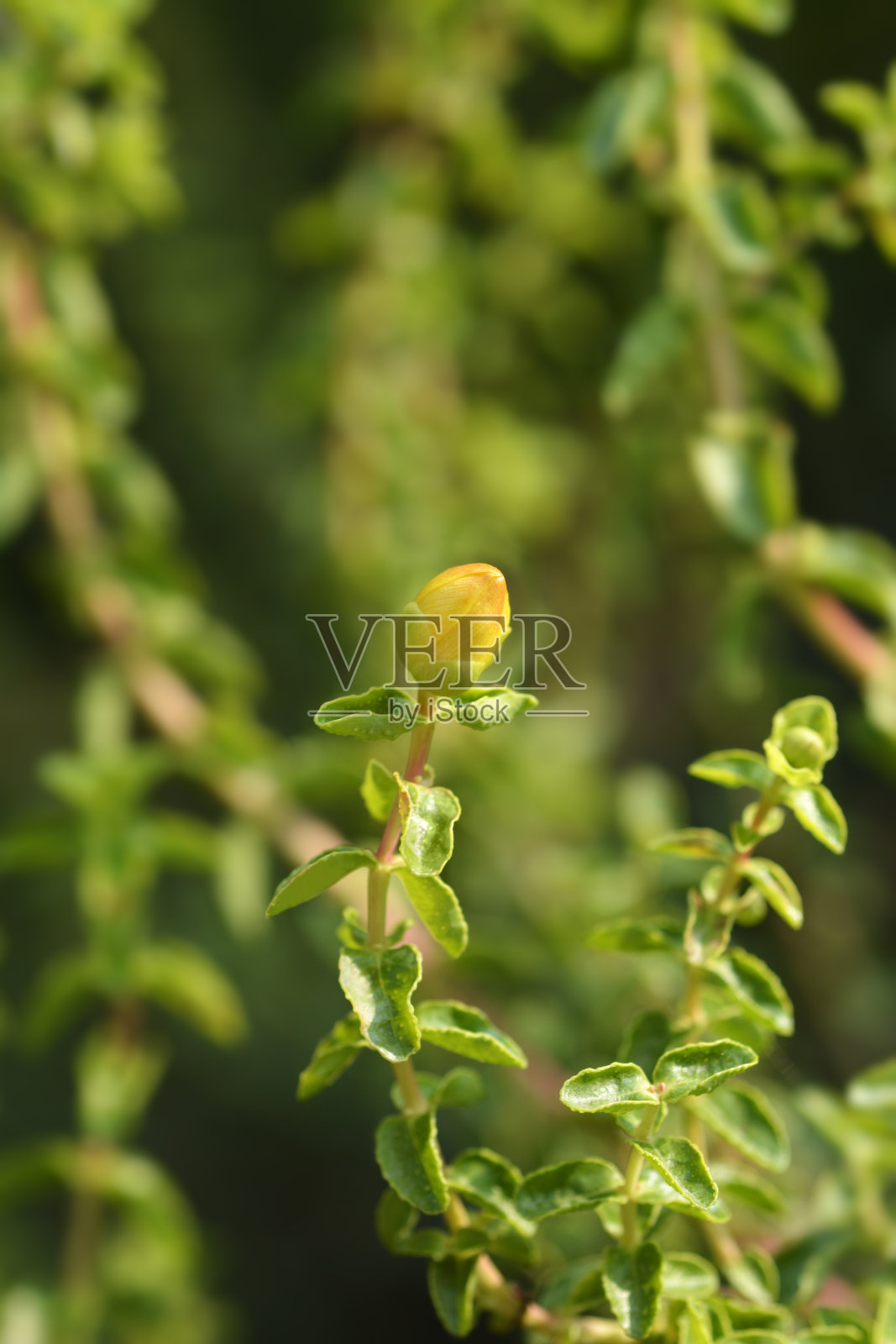 巴利阿里圣约翰草照片摄影图片