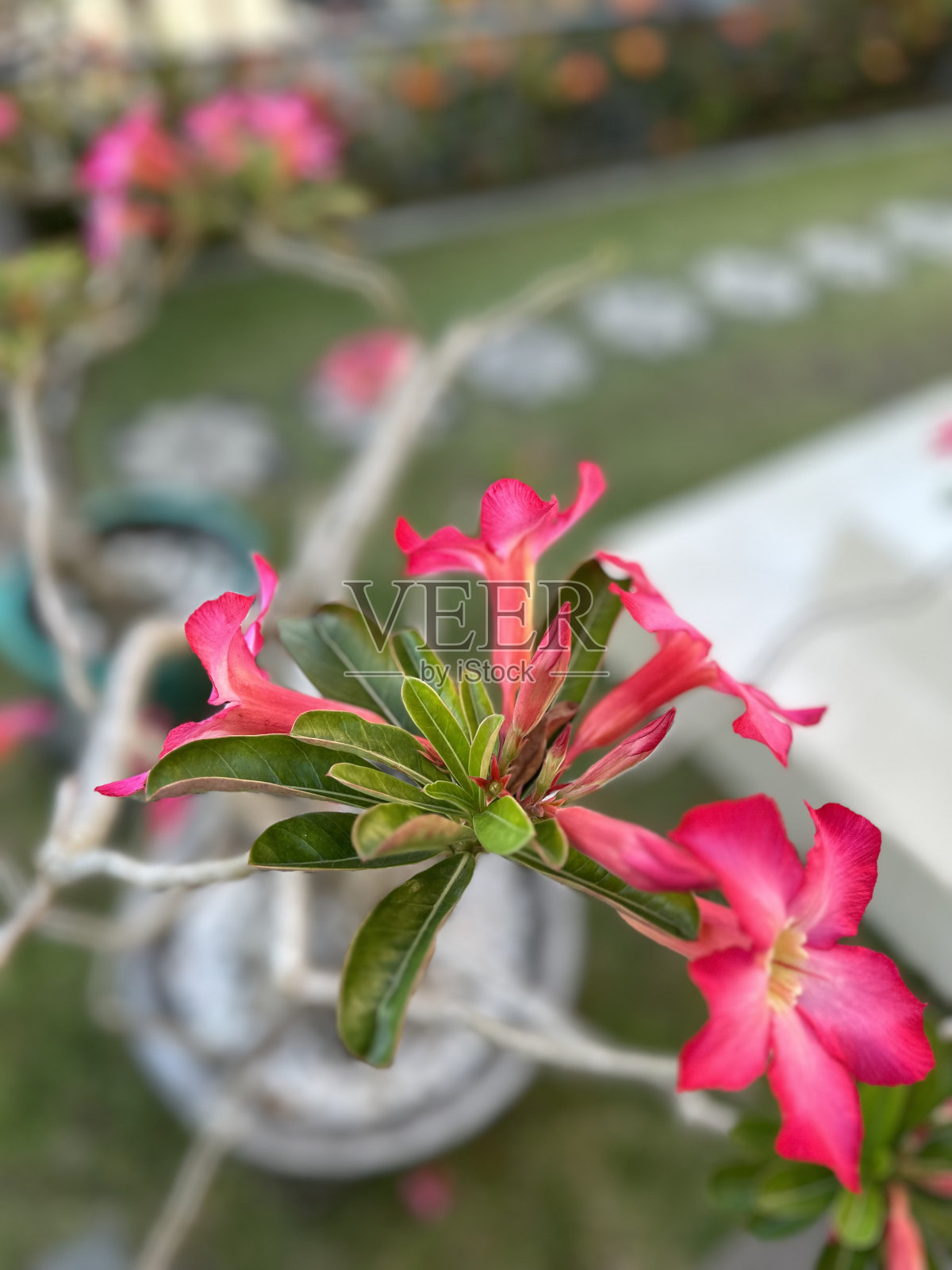 巴厘岛照片摄影图片