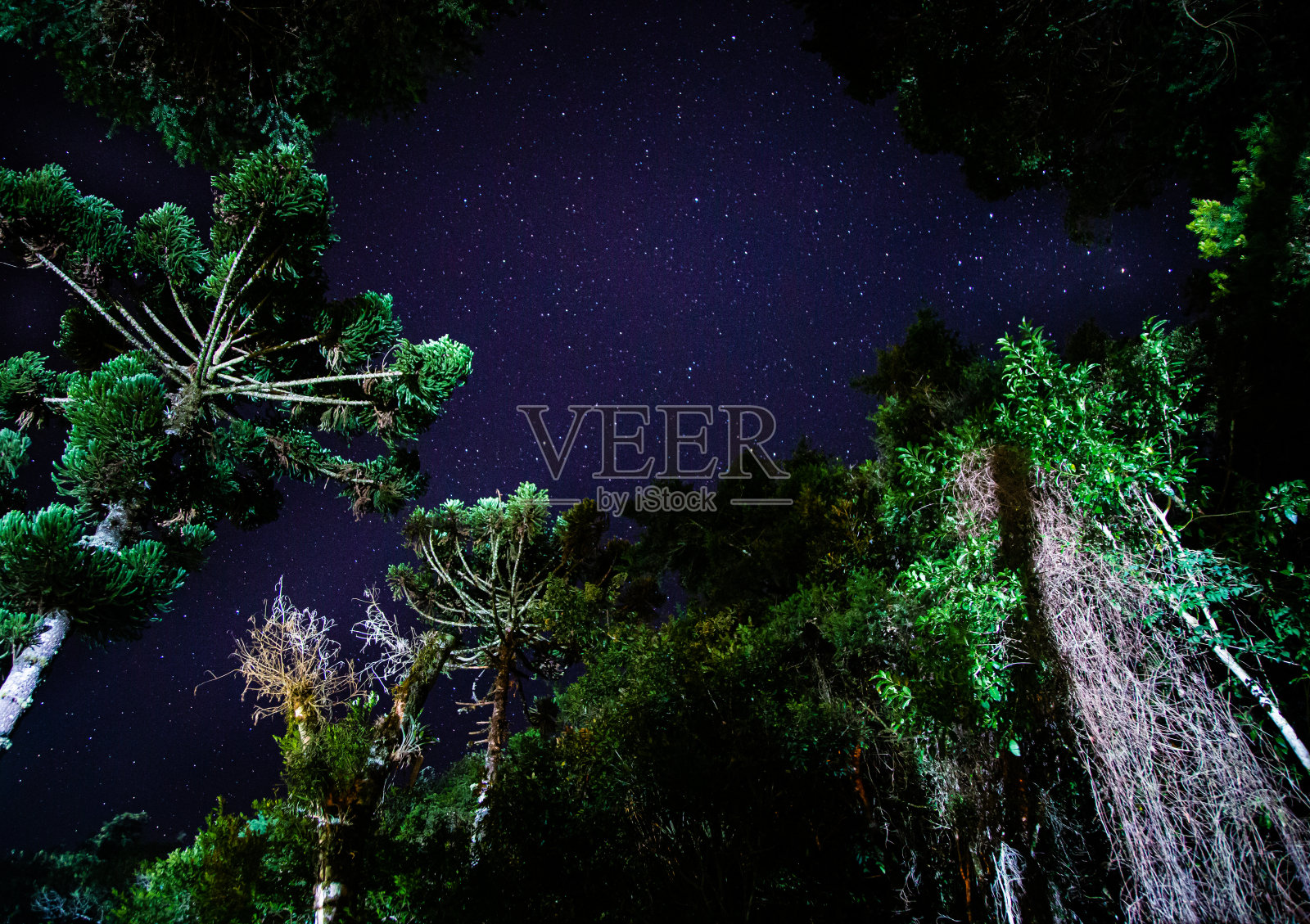 雨林里的星空照片摄影图片