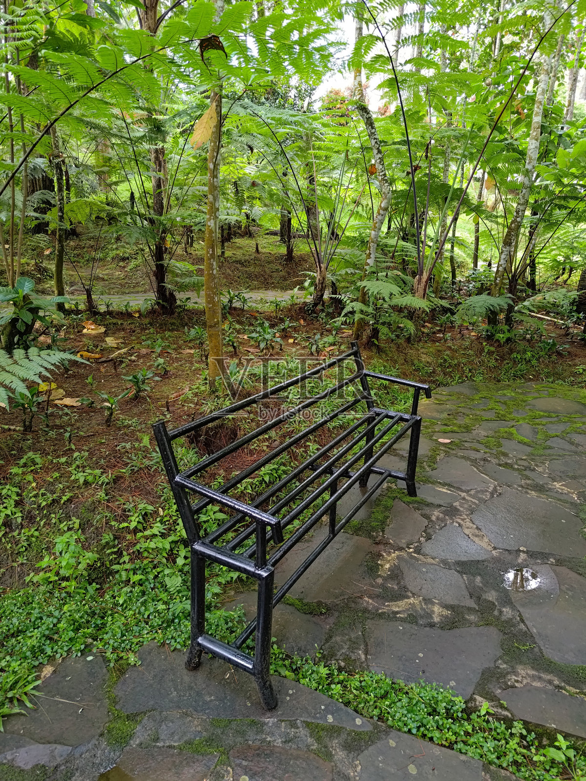 松树林中央的公园长椅照片摄影图片