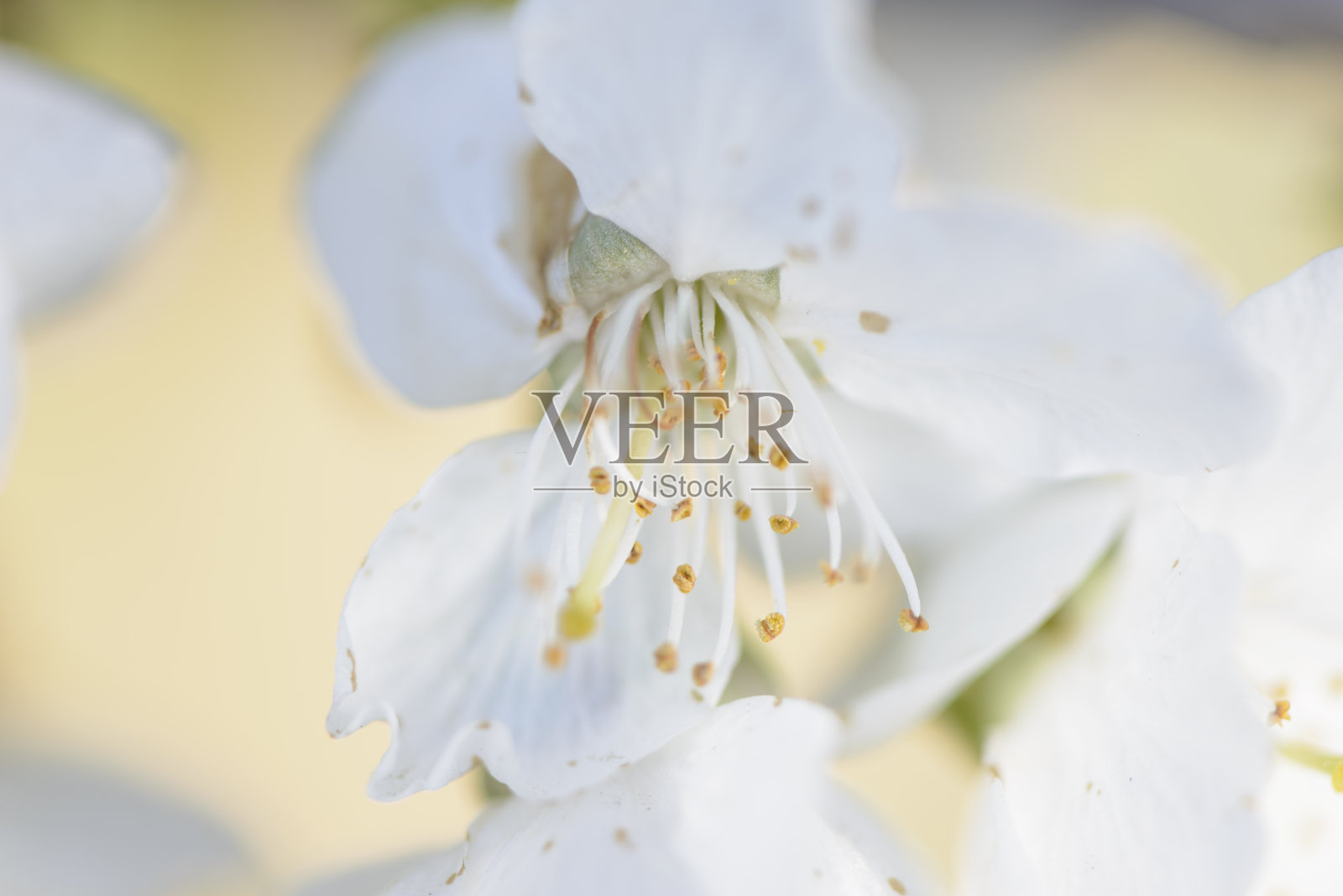 绽放的宁静:捕捉樱花之美照片摄影图片