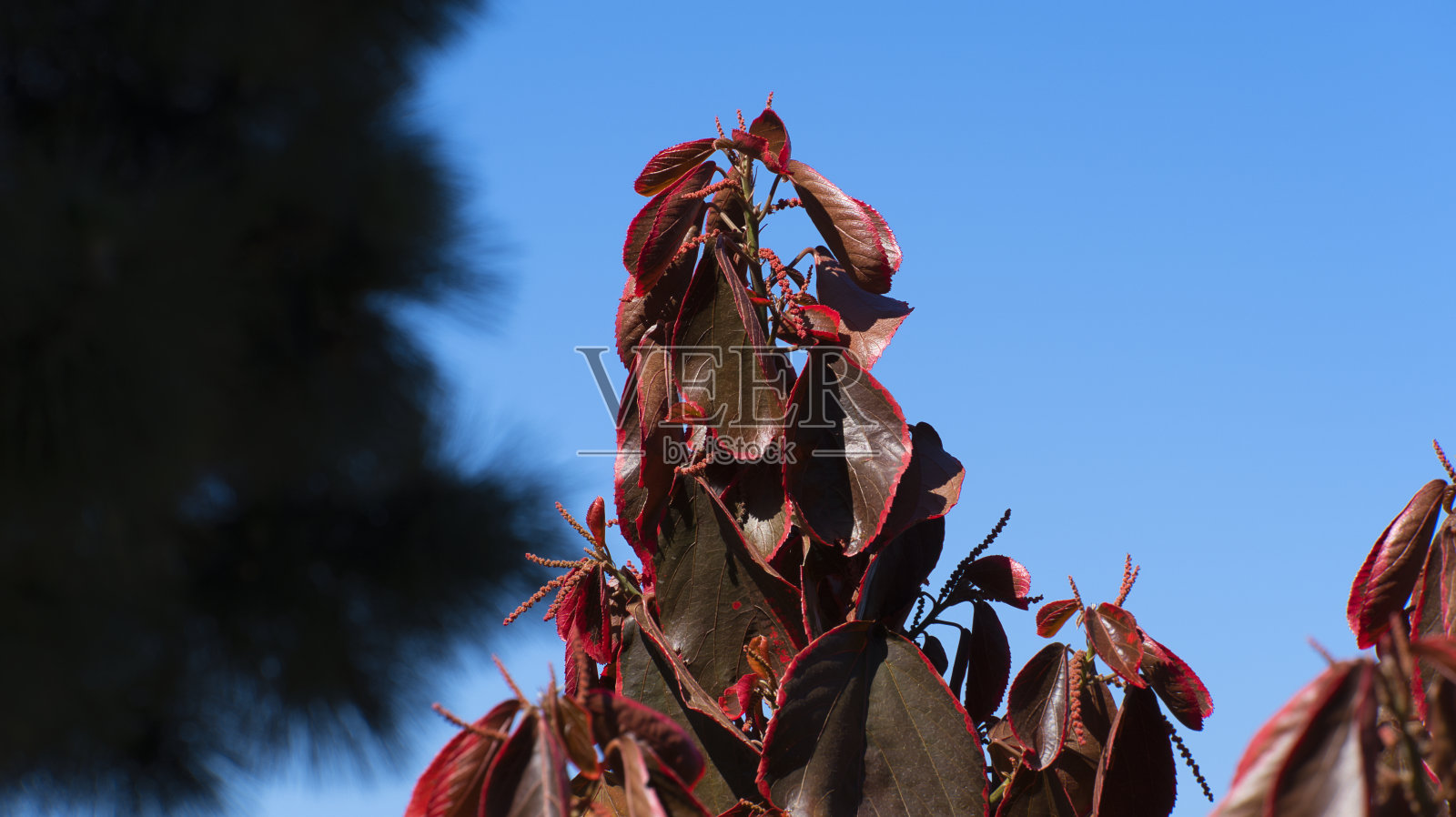 关注一种植物照片摄影图片