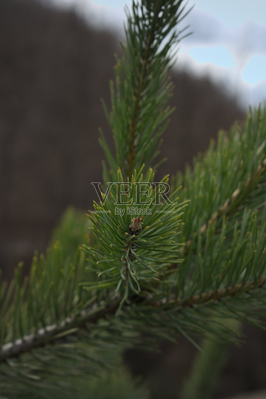 松针特写照片摄影图片