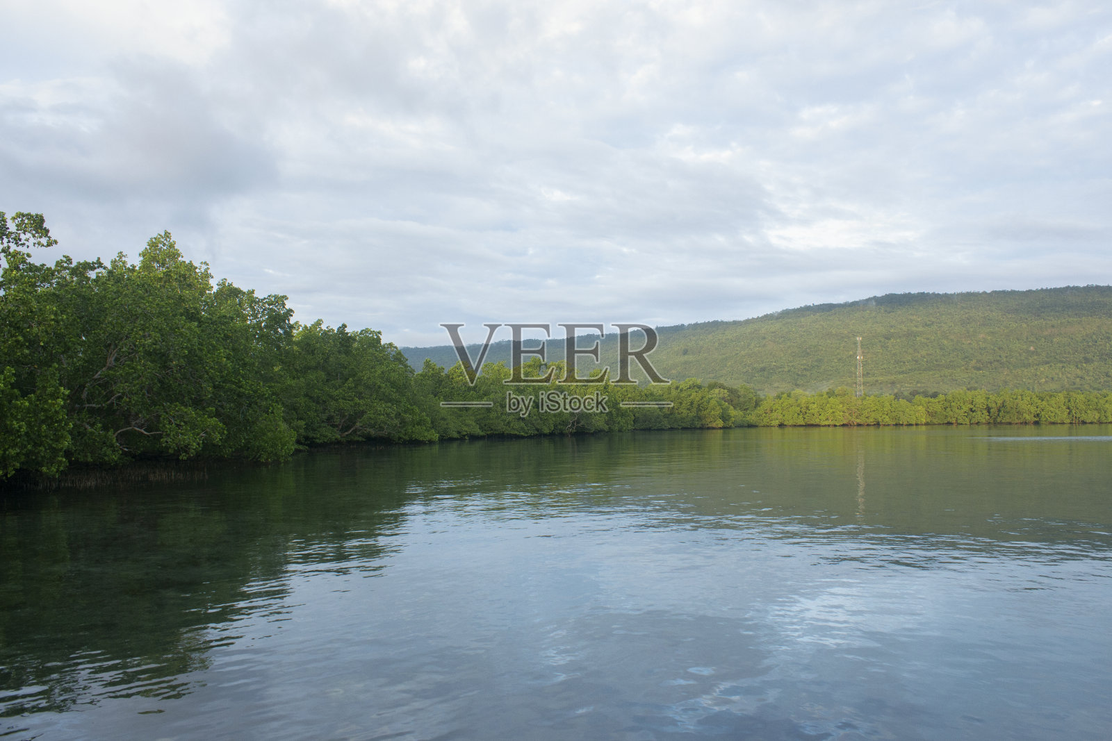海岸上的红树林。照片摄影图片