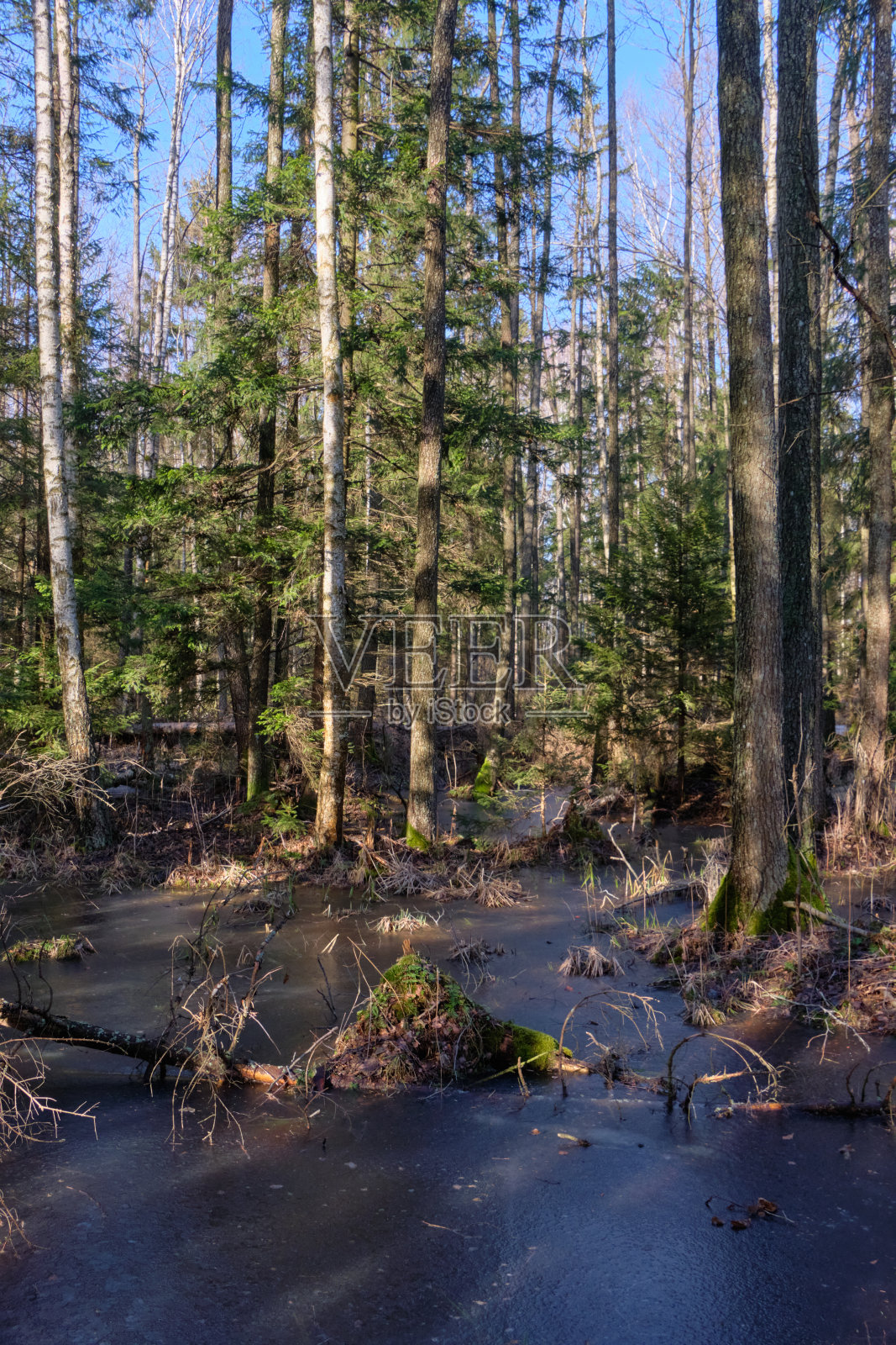 冬日阳光下的针叶林照片摄影图片