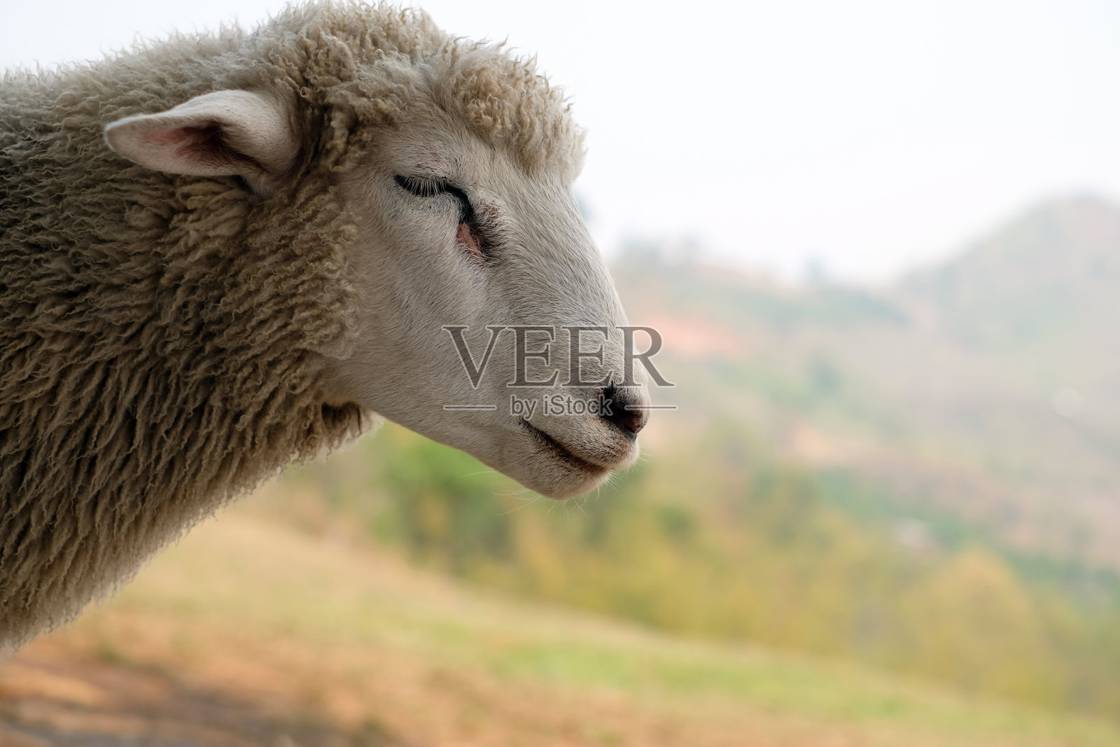 在美好的一天里，快乐的绵羊在早上的农场吃东西。照片摄影图片