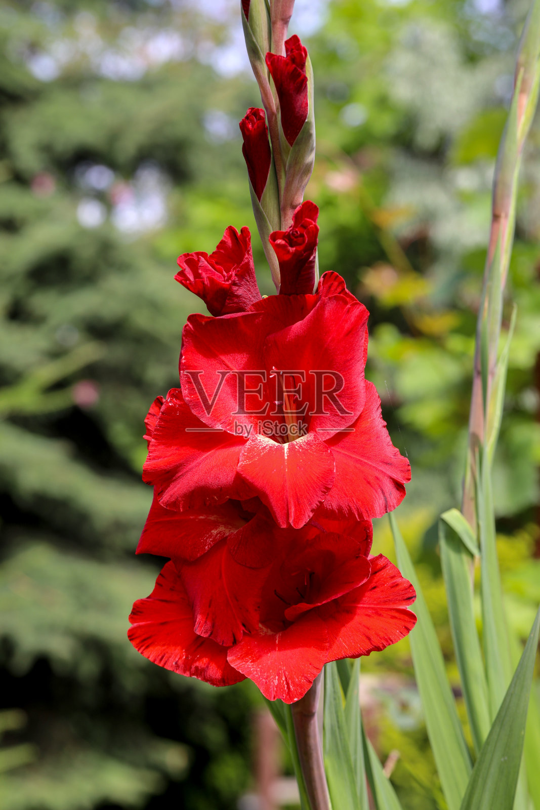 夏日花园里的剑兰头照片摄影图片