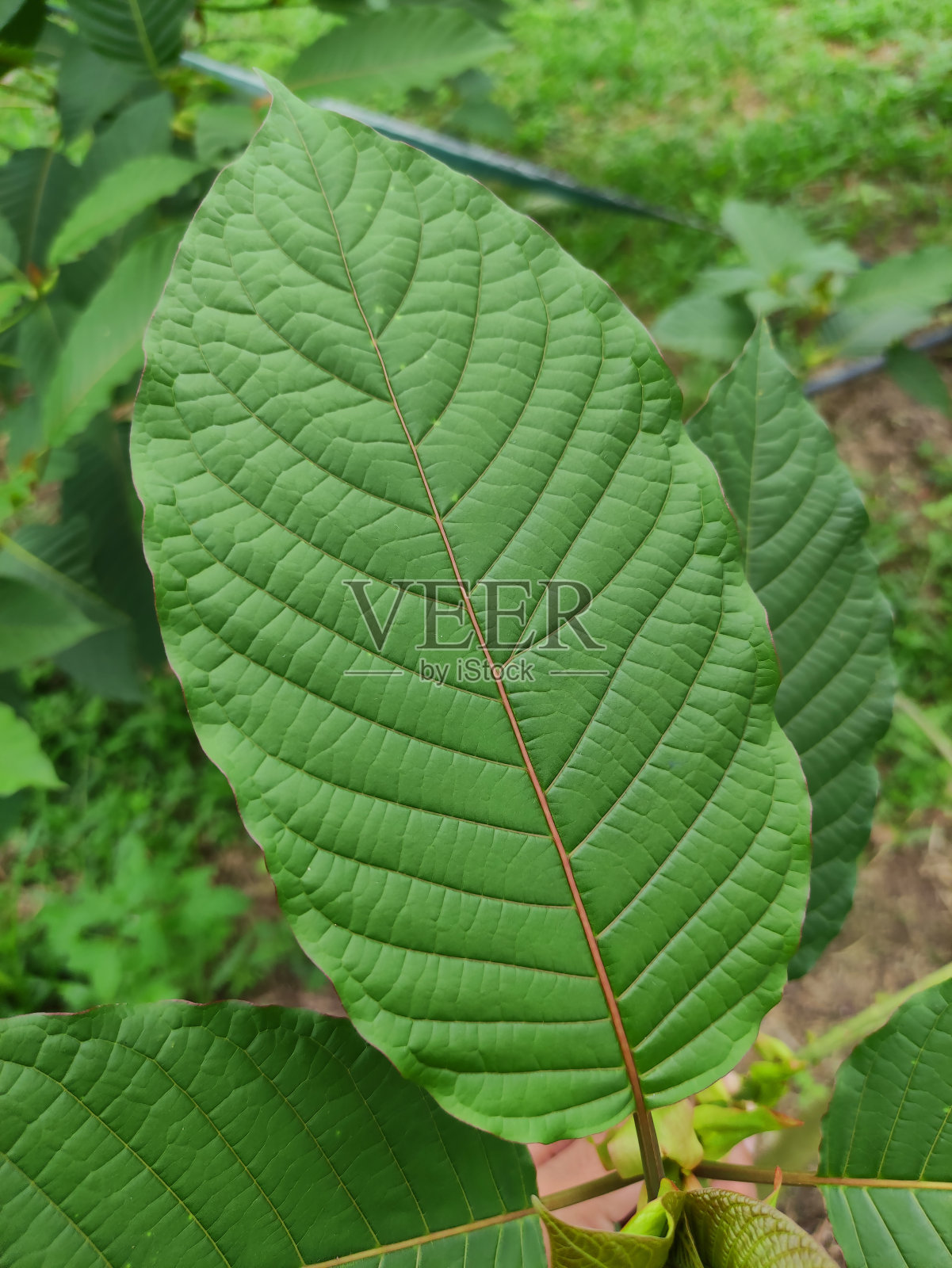 花园农场的Kratom叶子照片摄影图片