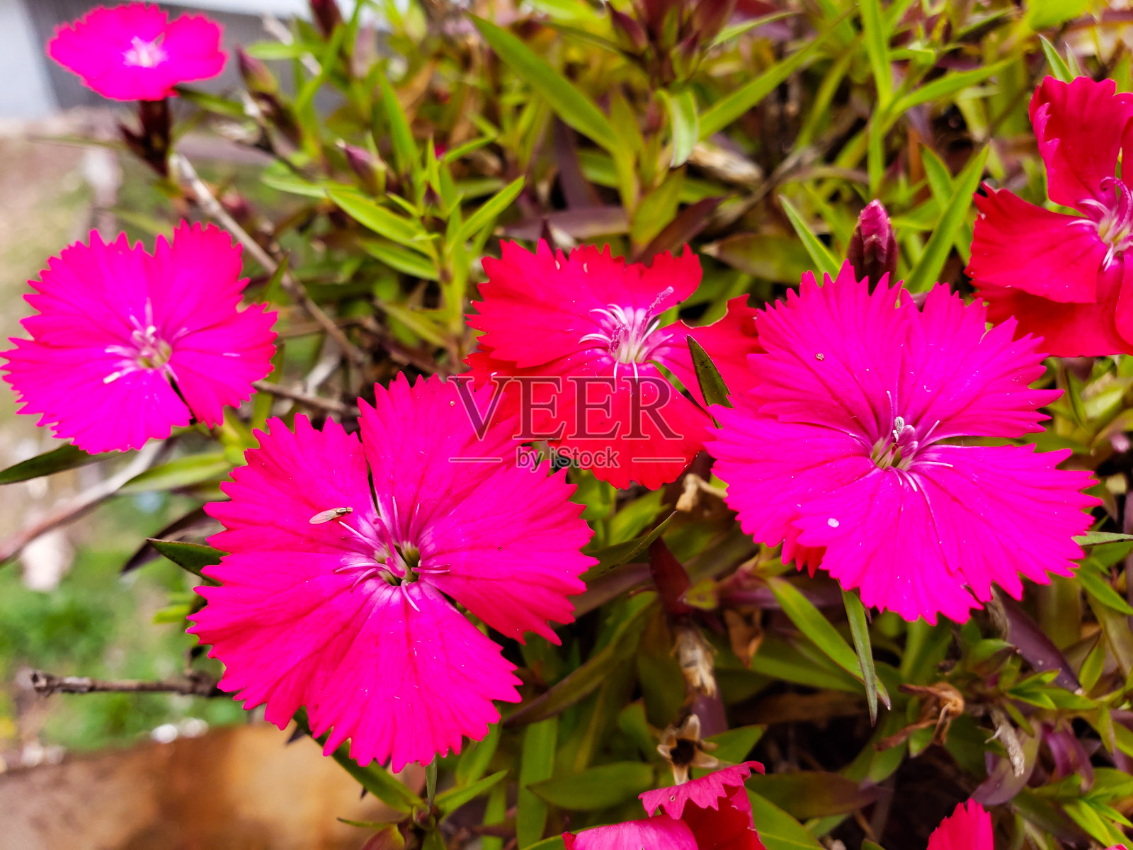 粉红色开花植物的特写，粉红石竹照片摄影图片