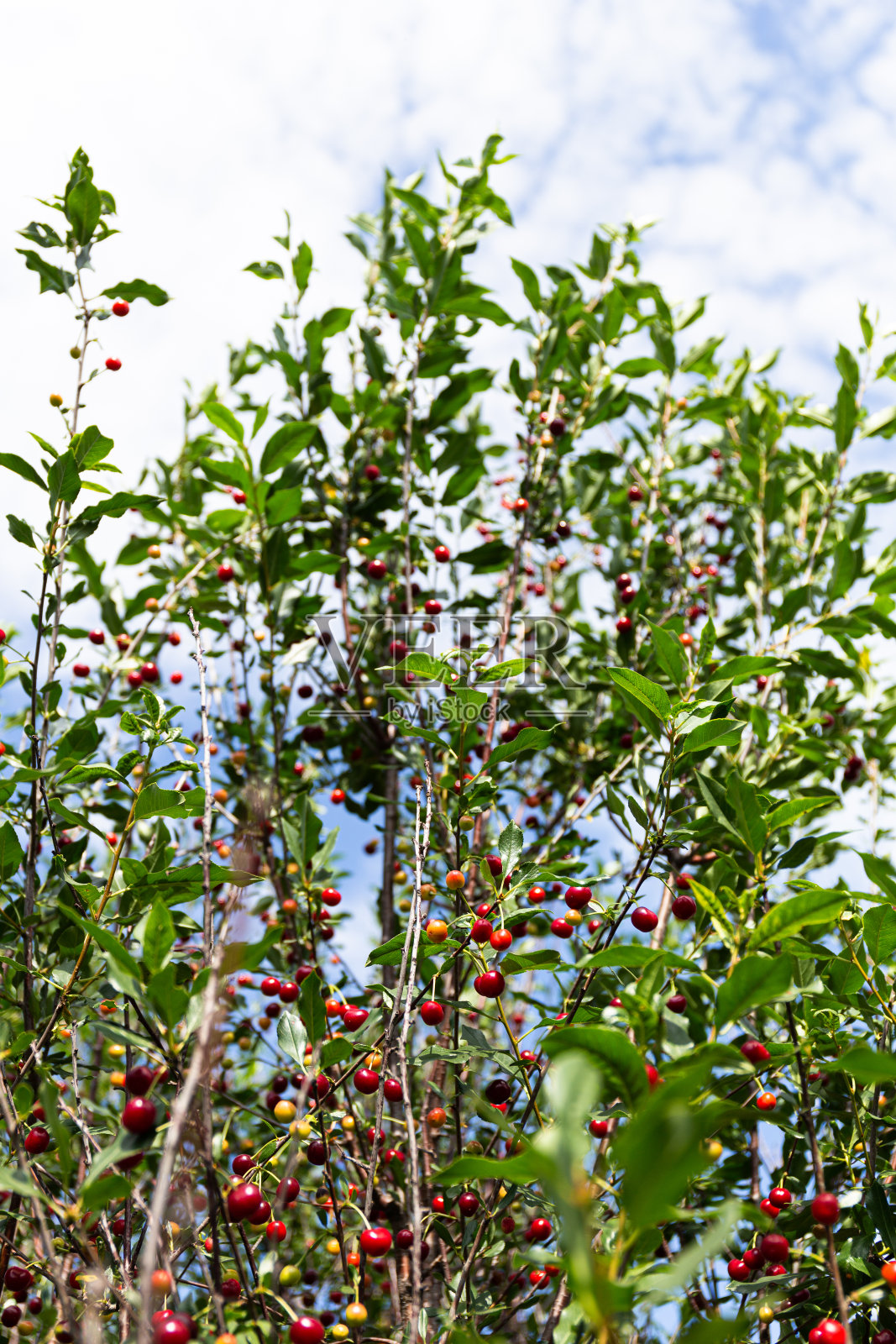 新鲜甜美的有机樱桃生长在花园里的一棵树上。樱桃丰收。樱桃树照片摄影图片