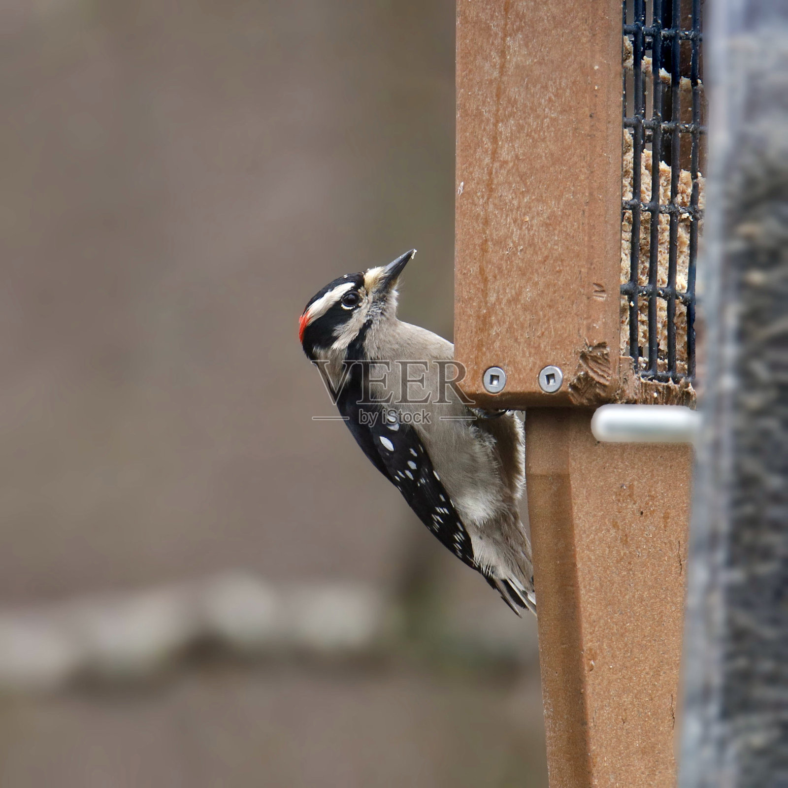 羽绒啄木鸟(雄性)(毛毛)从板油喂食器中进食照片摄影图片