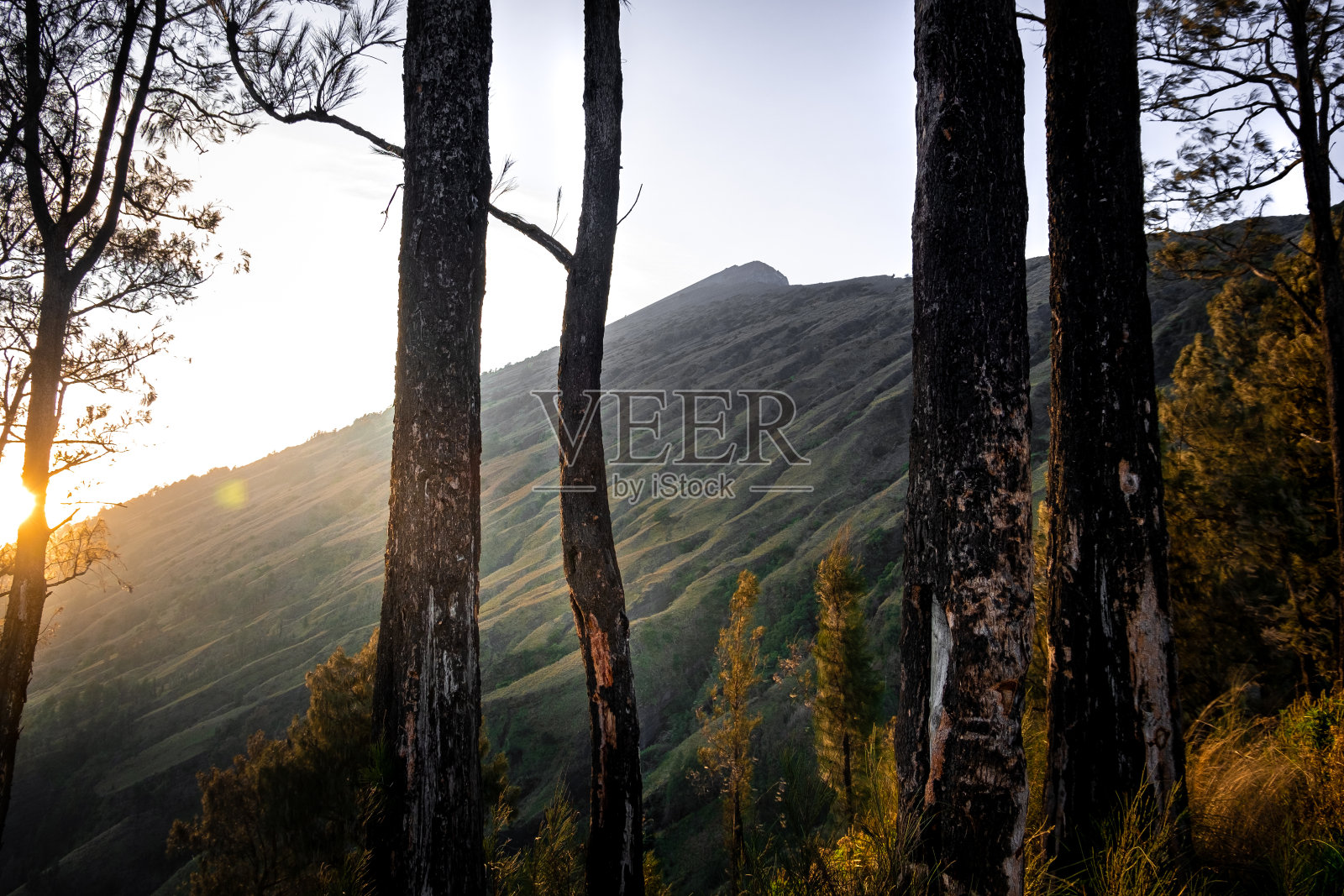 阳光透过林加尼山上的树木照片摄影图片