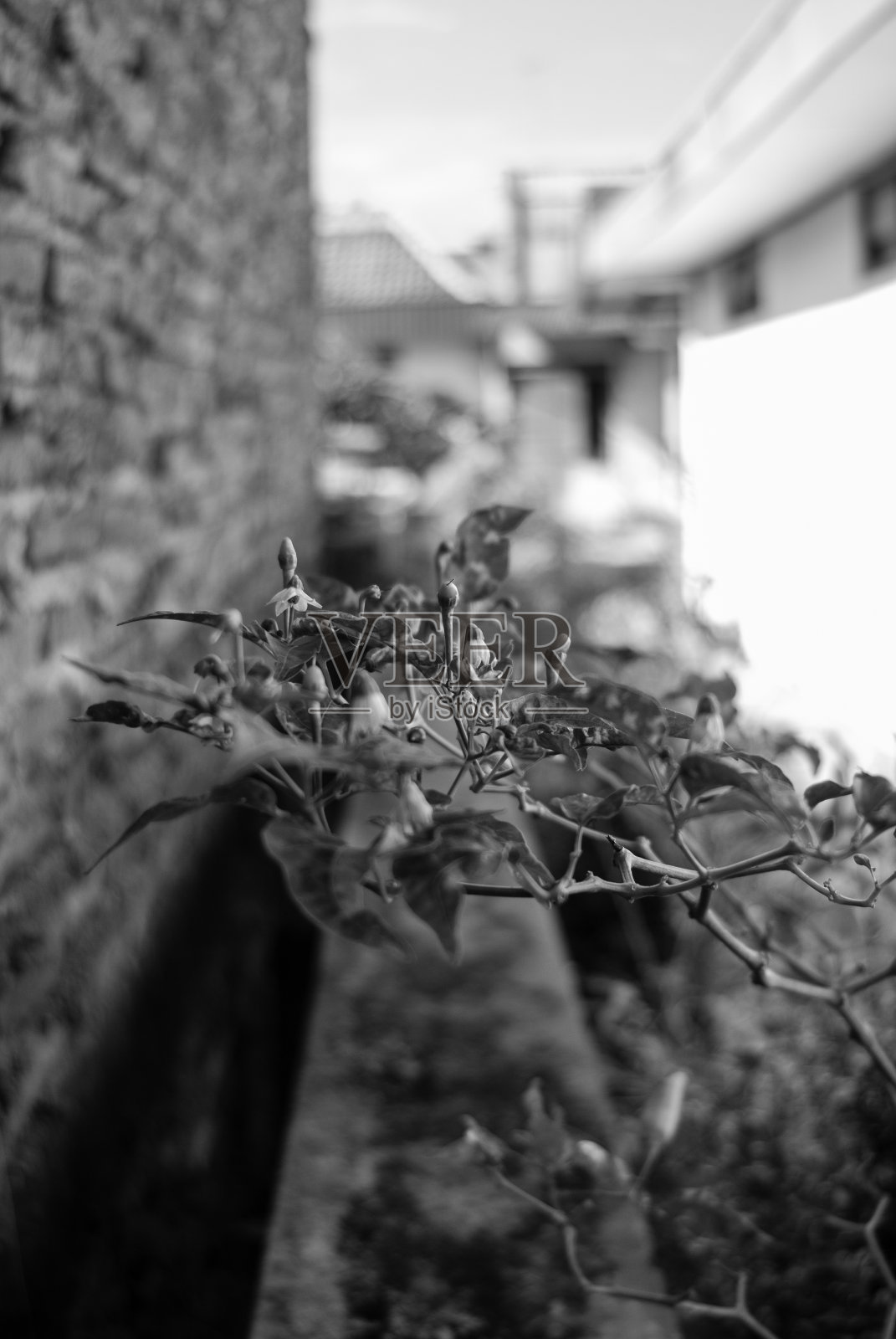 红辣椒植物的照片，背景模糊。照片摄影图片