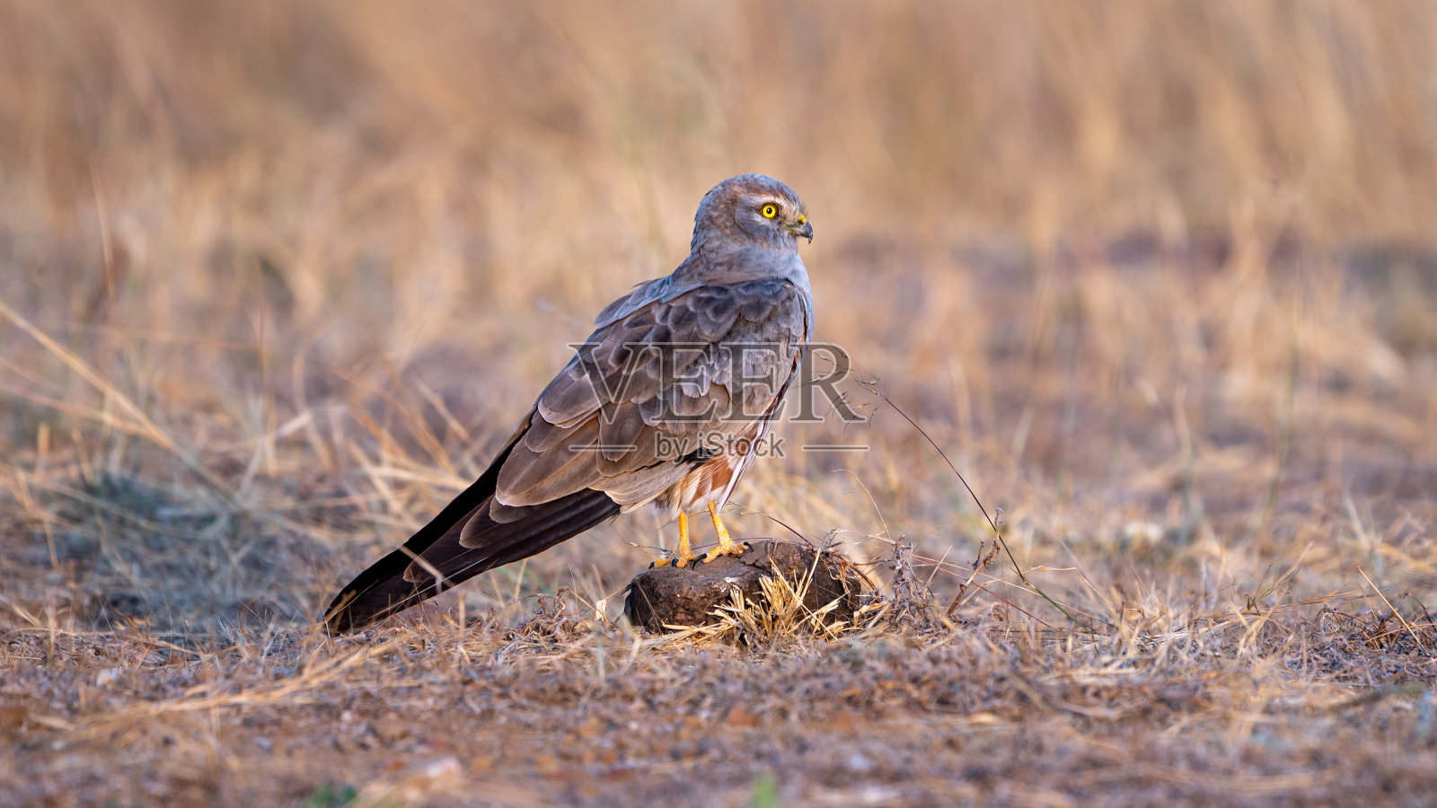 蒙塔古的鹞（马戏团皮加格斯）照片摄影图片