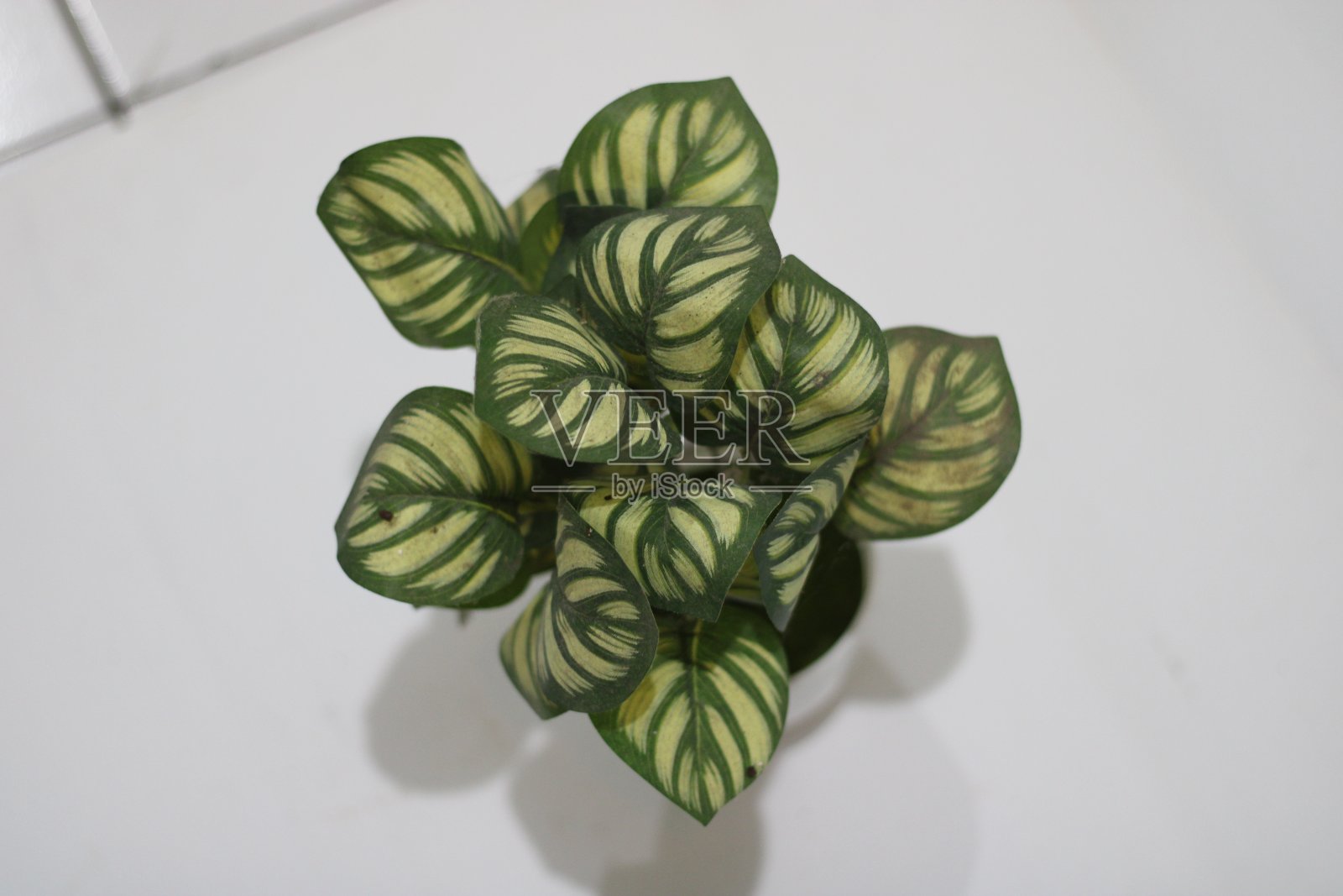 合成植物的照片与盆栽和白色背景照片摄影图片