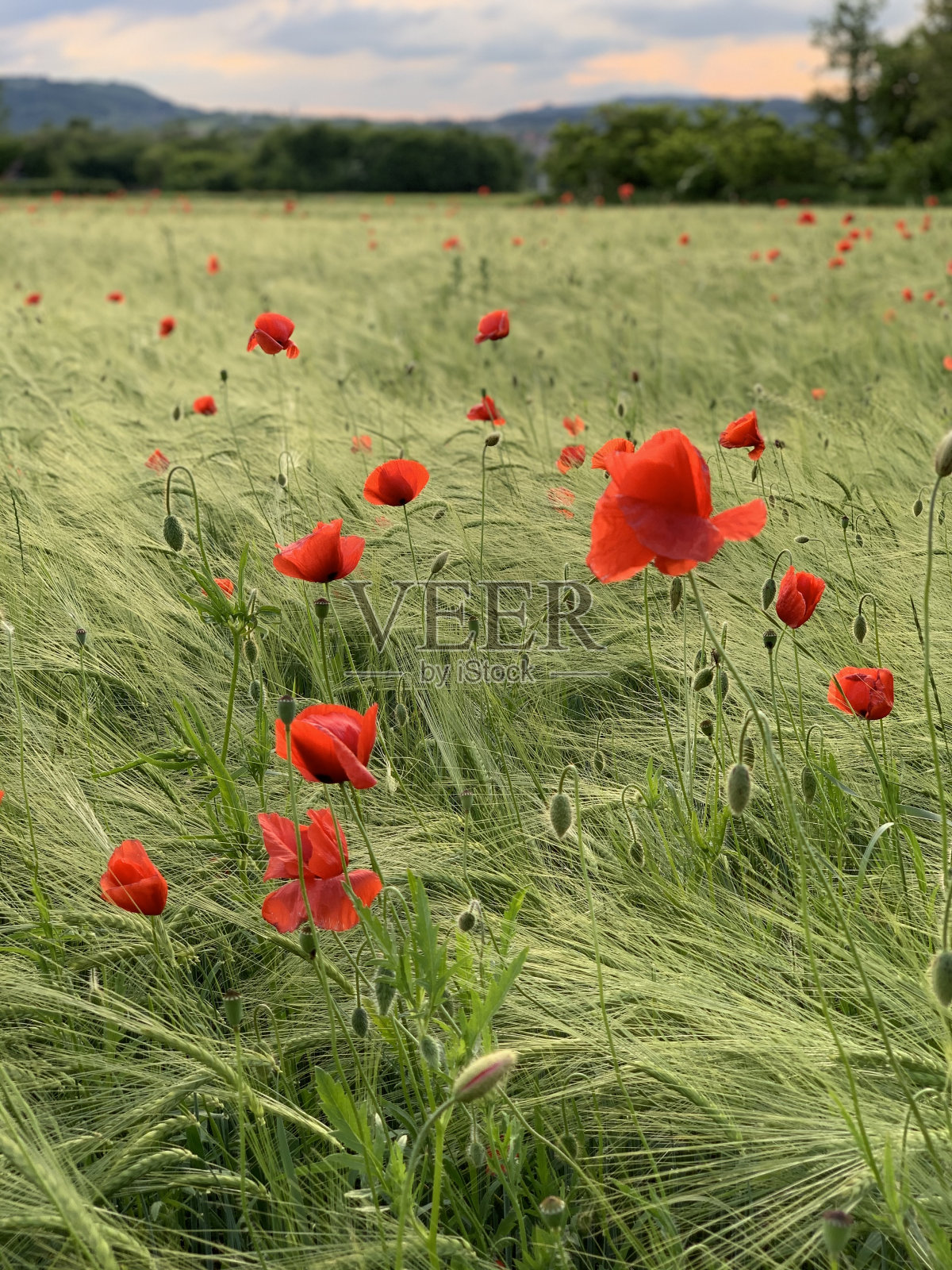 罂粟照片摄影图片