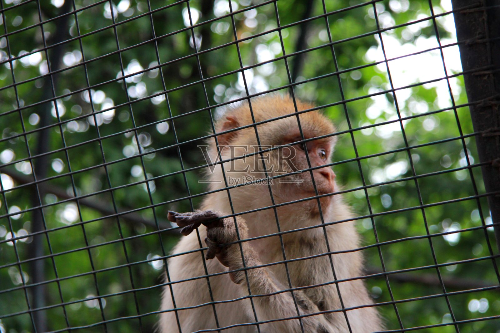 动物园里的灵长类动物照片摄影图片