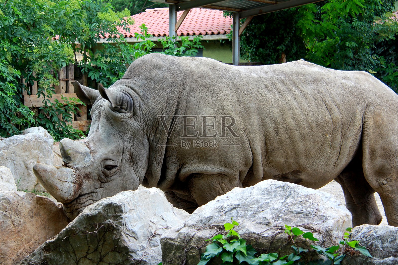 动物园里的大犀牛照片摄影图片