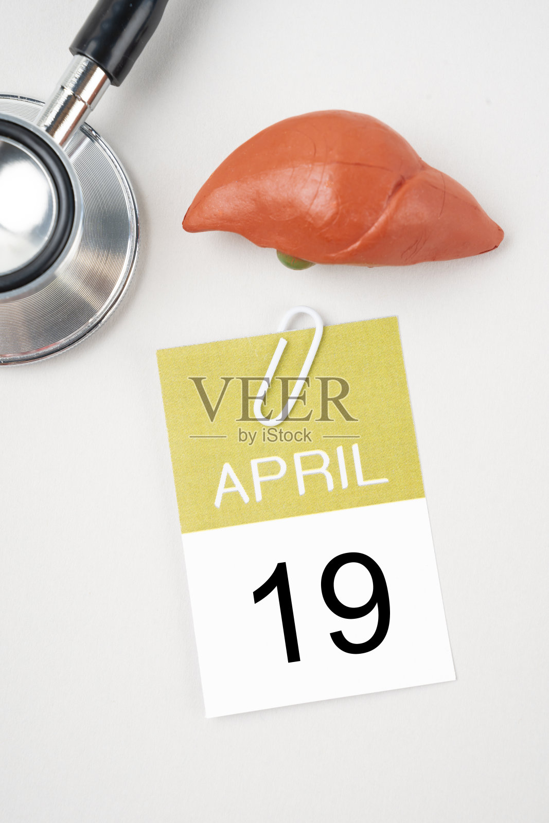 4月19日历和肝人工配听诊器医学。世界肝脏日概念。照片摄影图片