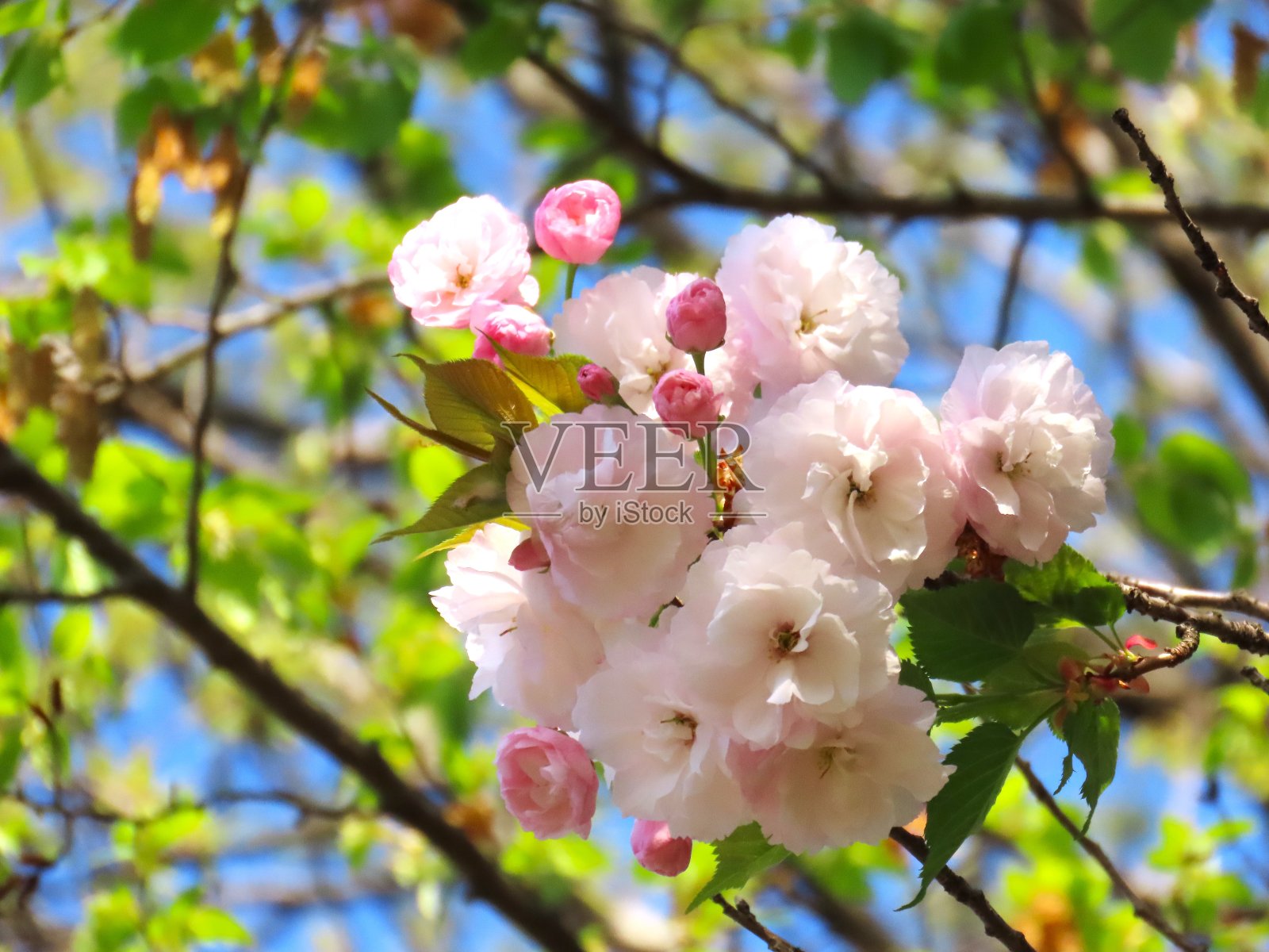 樱花照片摄影图片
