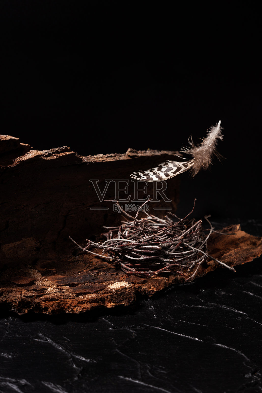 鹌鹑的羽毛落在一个窝木树枝躺在一棵树上，在一个黑色的背景照片摄影图片