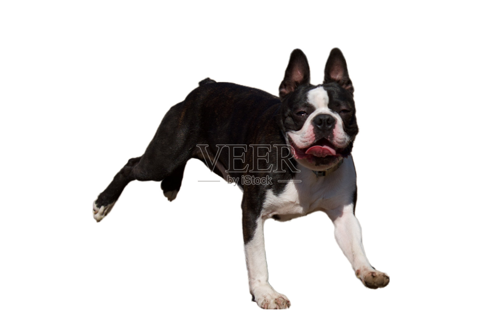 非常活跃的法国斗牛犬照片摄影图片