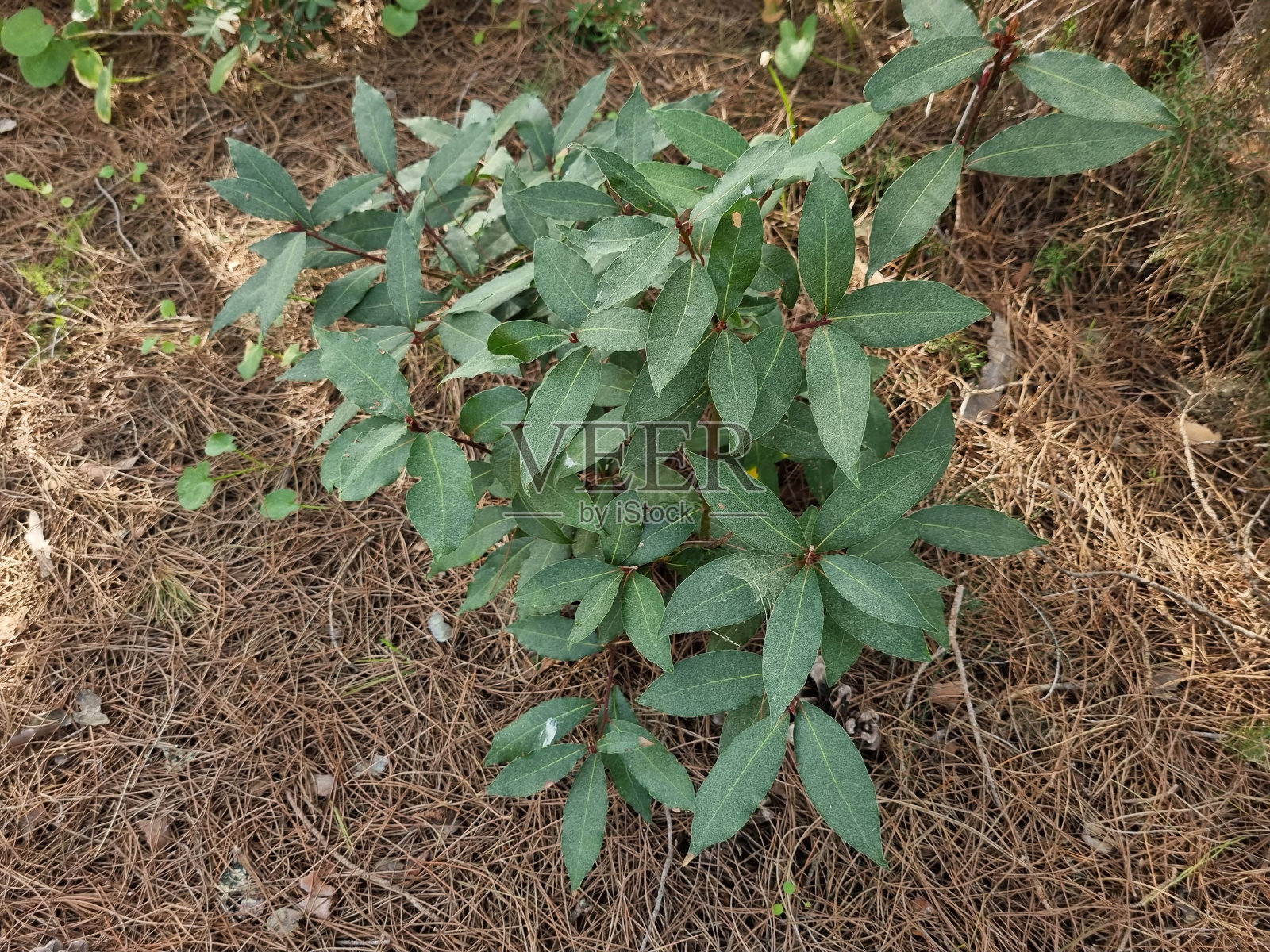 Its common names include bay tree (esp. United Kingdom),[4]: 84  bay laurel, sweet bay, true laurel, Grecian laurel,照片摄影图片