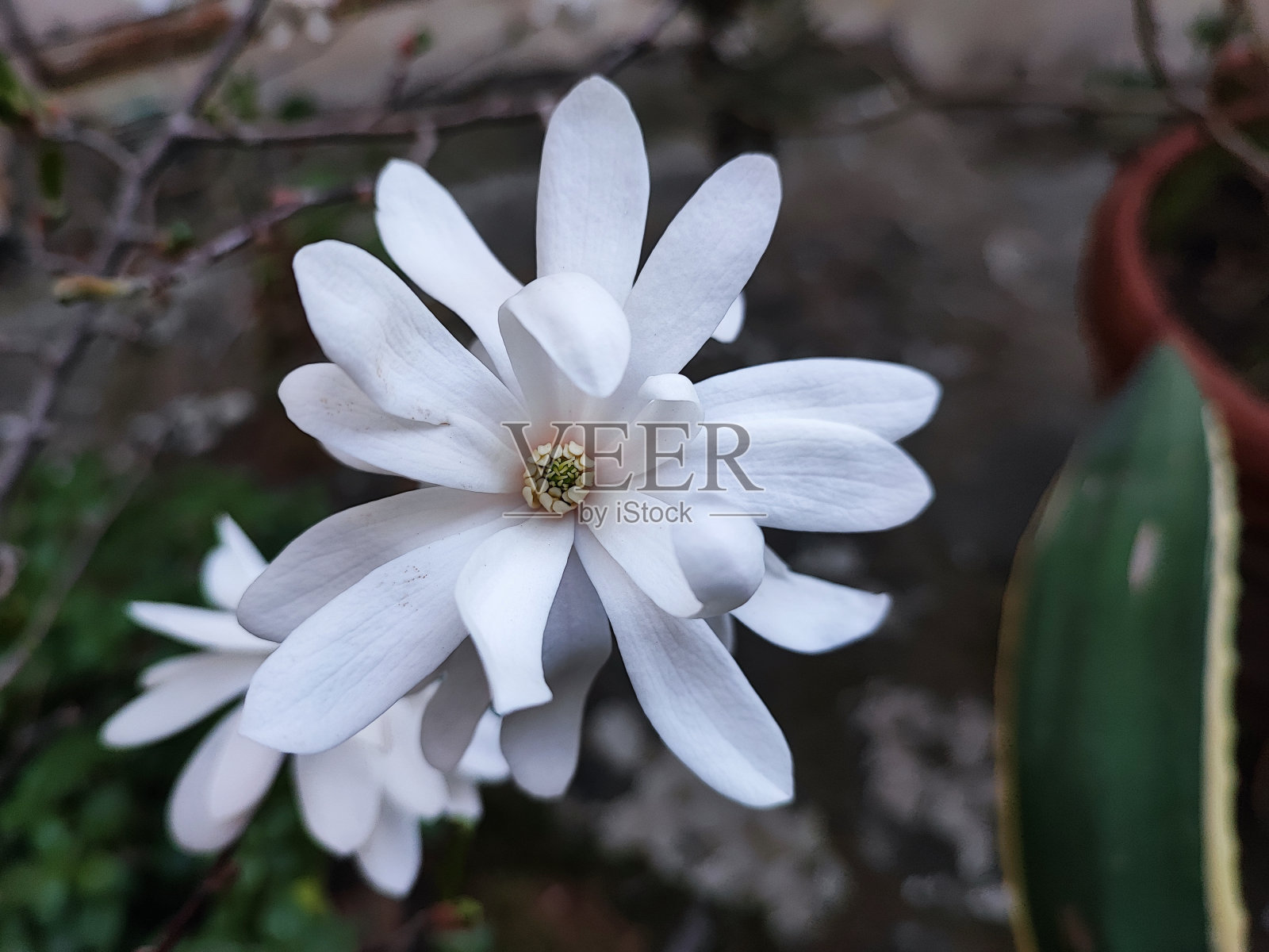 星玉兰又名星玉兰花。照片摄影图片